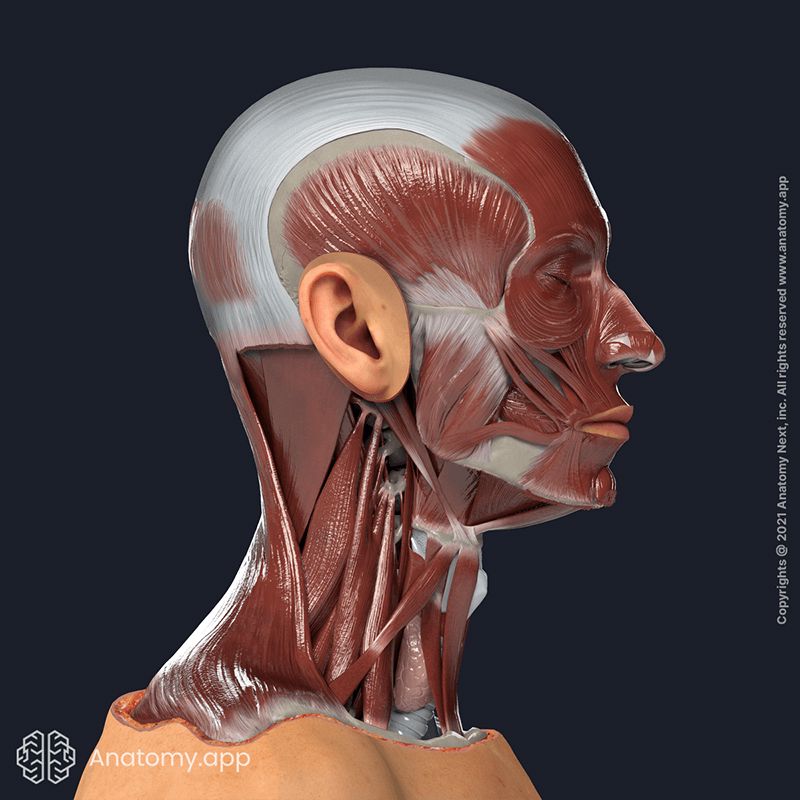 All facial muscles from side view