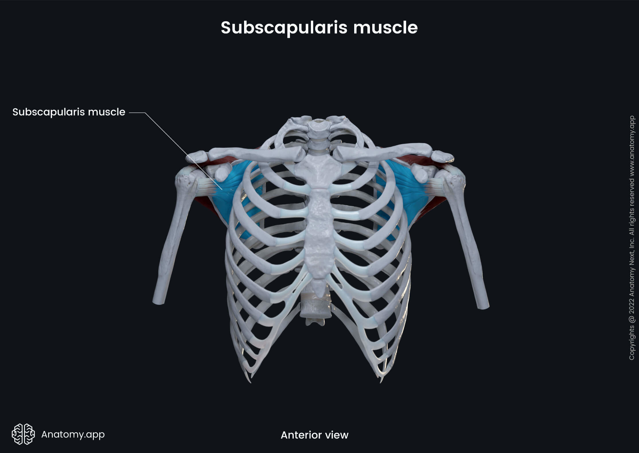 Upper extremity, upper limb, thorax, muscular system, rotator cuff, subscapularis, anterior view