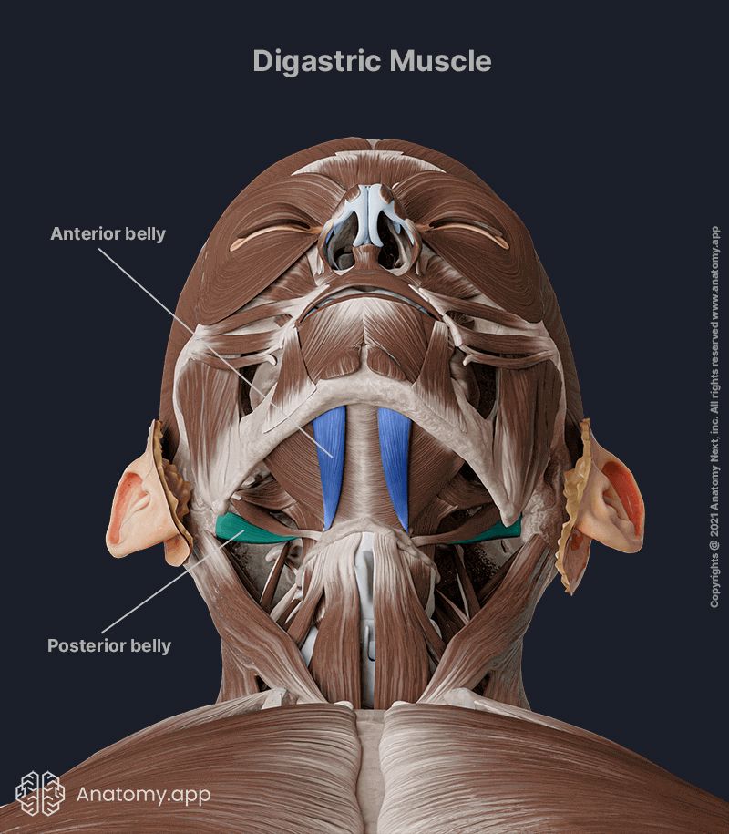 Digastric, Digastric muscle, Anterior belly of digastric, Posterior belly of digastric, Suprahyoid muscles, Anterior neck muscles, Neck muscles, Anterior belly of digastric colored blue, Posterior belly of digastric colored green