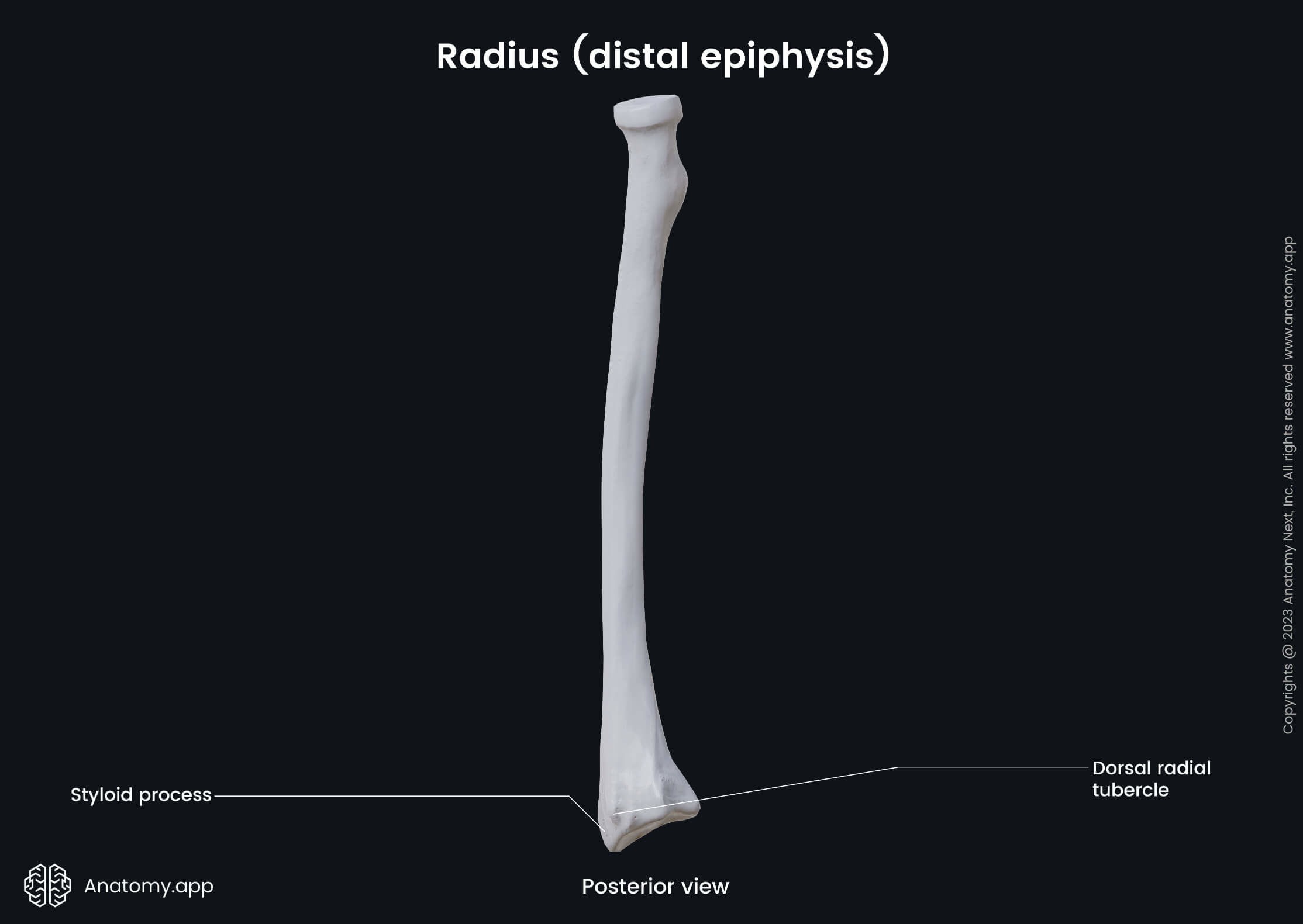 Human skeleton, Skeleton of upper limb, Upper limb bones, Upper extremity, Radius, Distal epiphysis, Posterior view, Landmarks, Skeleton of forearm, Forearm bones, Human arm