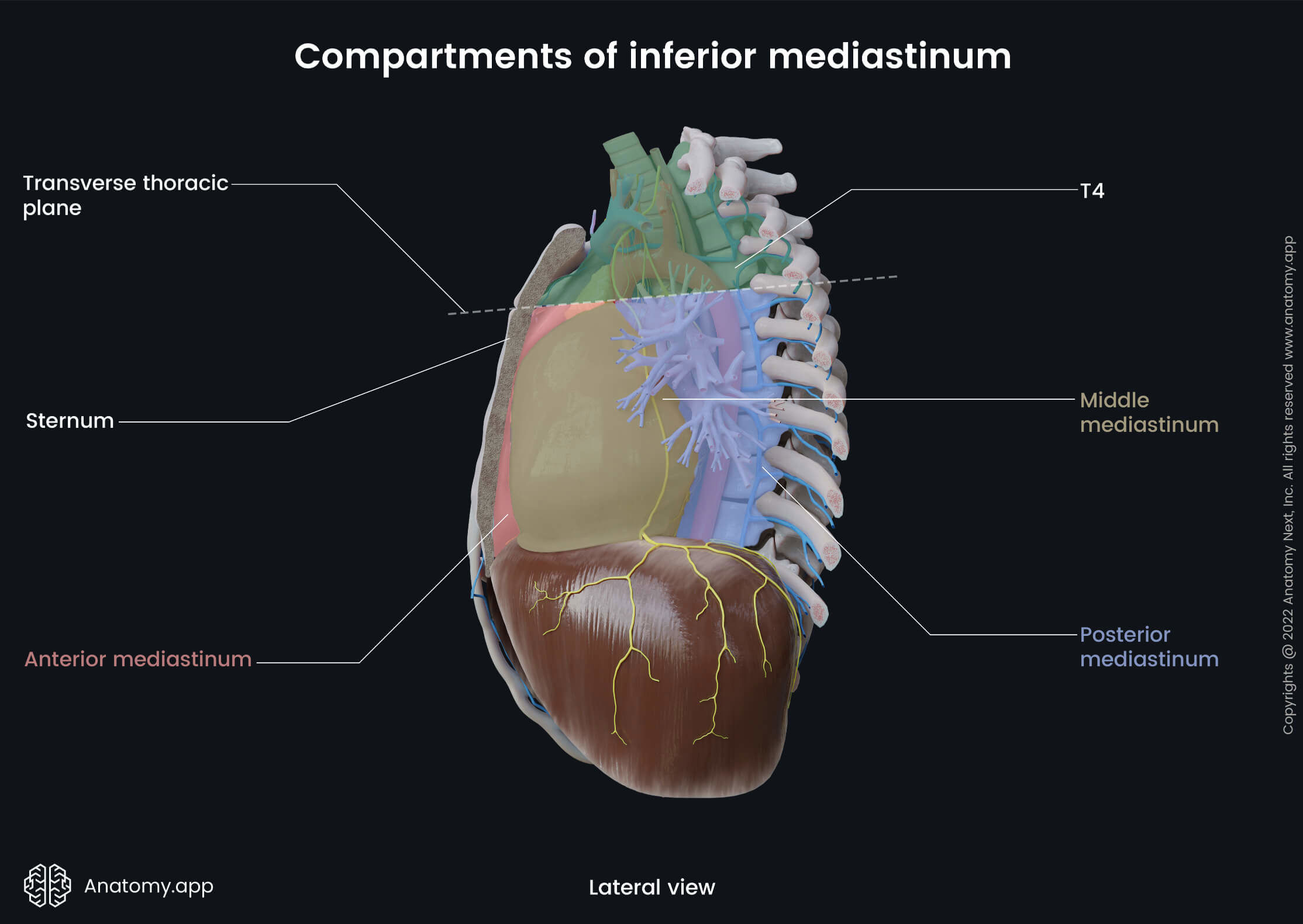 Compartments of inferior mediastinum