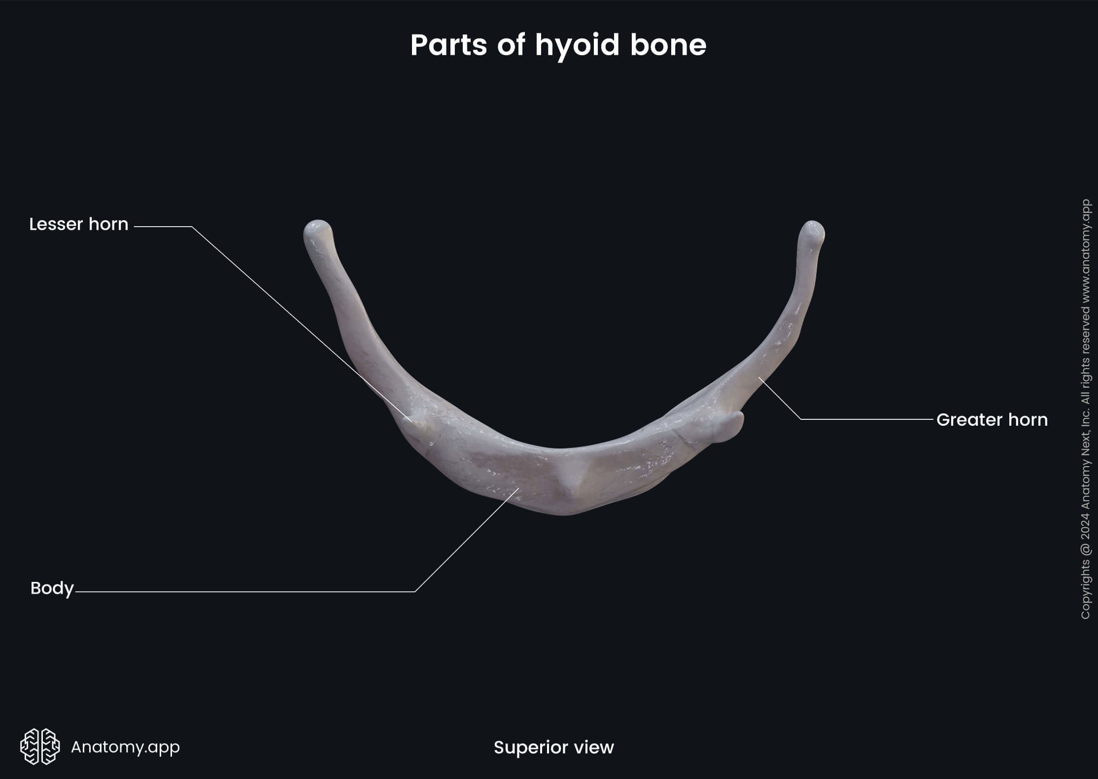 Head and neck, Skeletal system, Skull, Cranium, Viscerocranium, Bones, Hyoid bone, Parts, Lesser horn, Greater horn, Body, Superior view