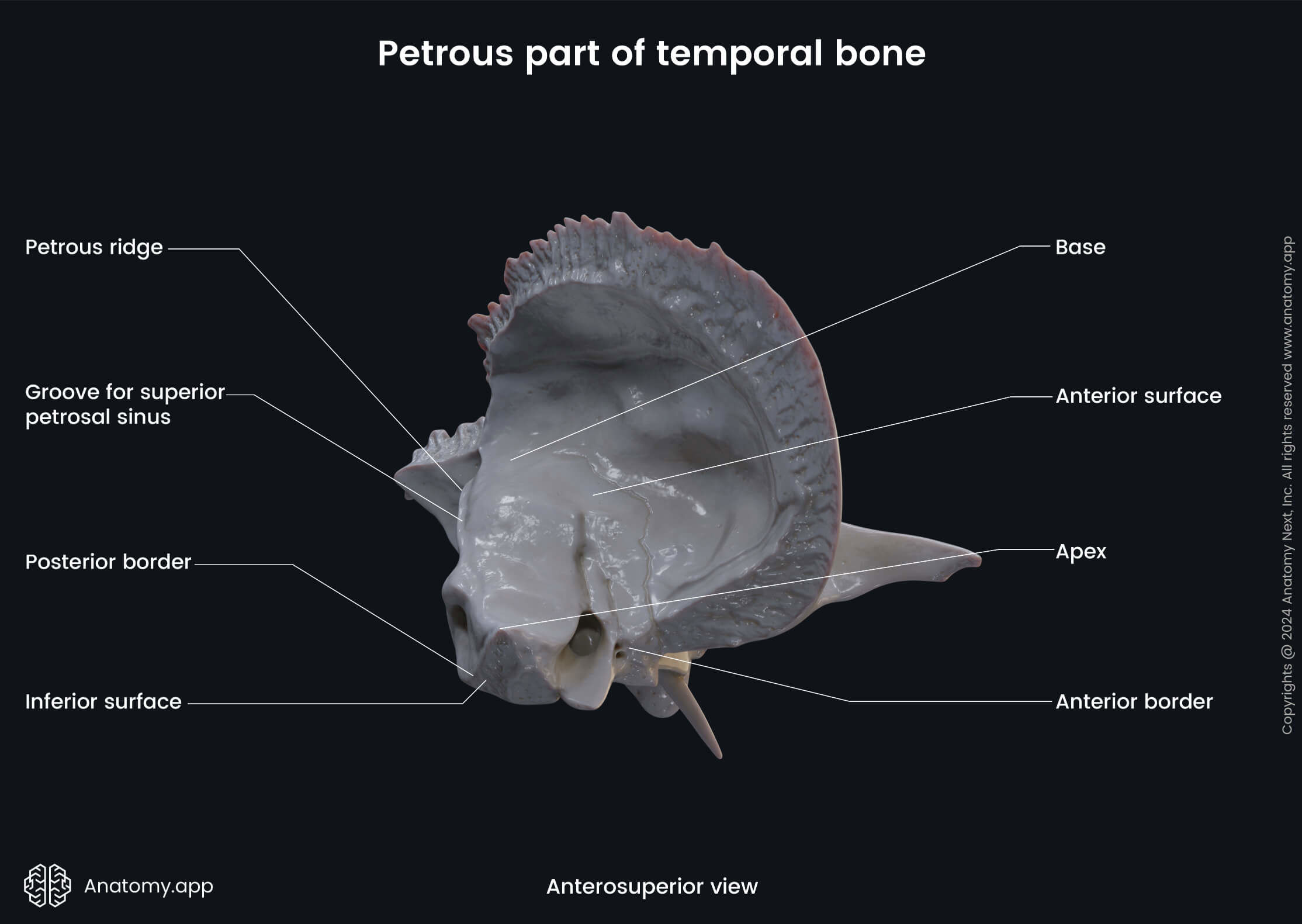 Head and neck, Skull, Cranium, Skeletal system, Neurocranium, Temporal bone, Petrous part, Landmarks, Anterosuperior view