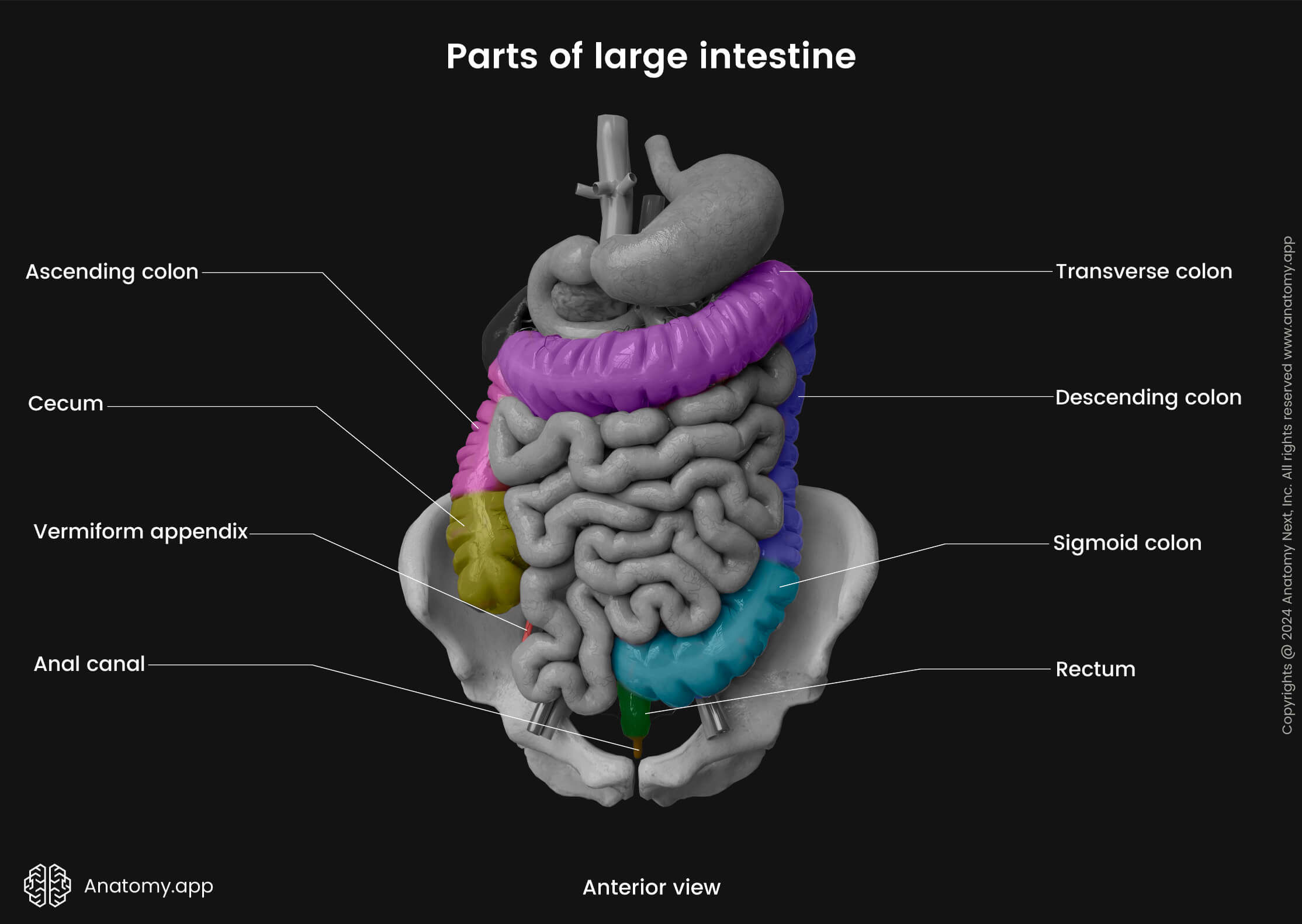 Abdomen, Digestive system, Gastrointestinal tract, Large intestine, Parts, Rectum, Anterior view