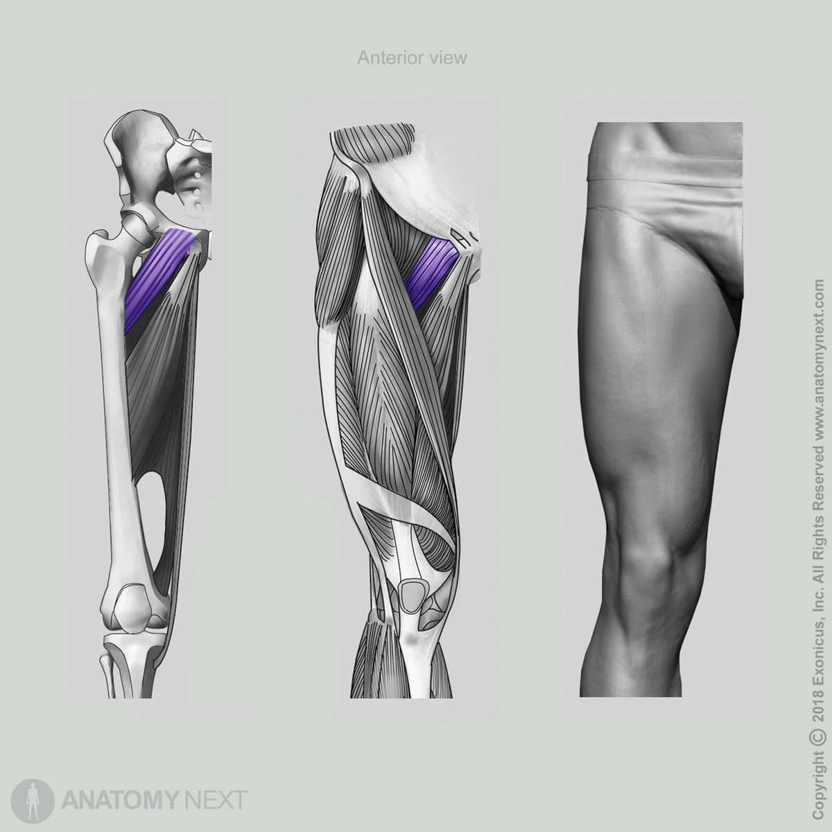 Pectineus, Muscles of thigh, Thigh muscles, Thigh adductors, Human thigh, Human muscles, Insertion of pectineus, Origin of pectineus