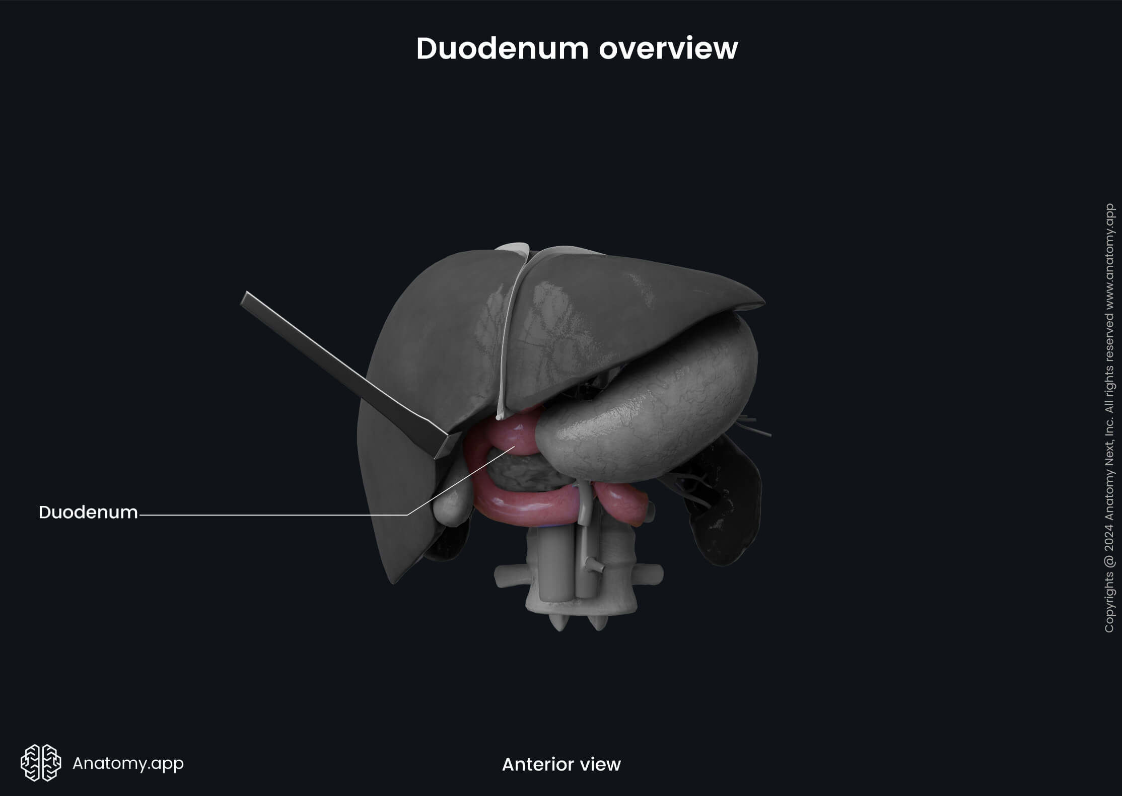 Abdomen, Digestive system, Gastrointestinal tract, Small intestine, Duodenum, Anterior view