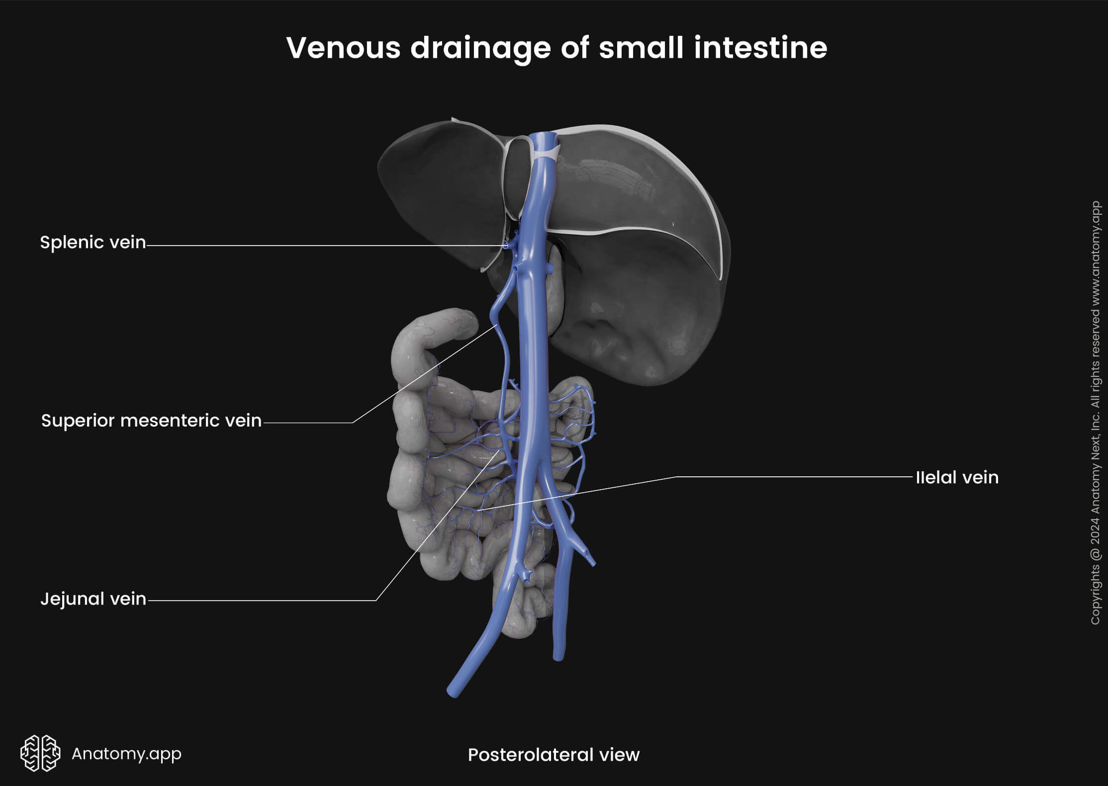 Abdomen, Digestive system, Gastrointestinal tract, Small intestine, Venous drainage, Jejunum, Ileum, Posterolateral view 