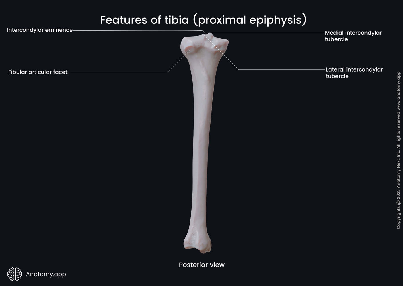 Features of tibia (proximal epiphysis) | Media Library | Anatomy.app ...