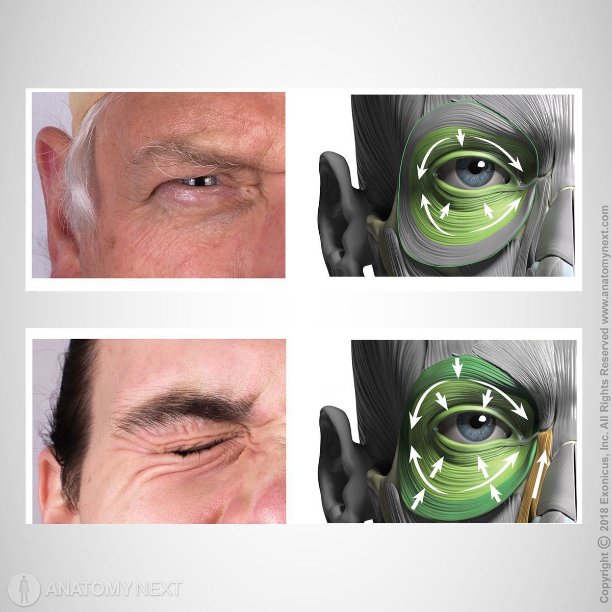 Action of orbicularis oculi muscle