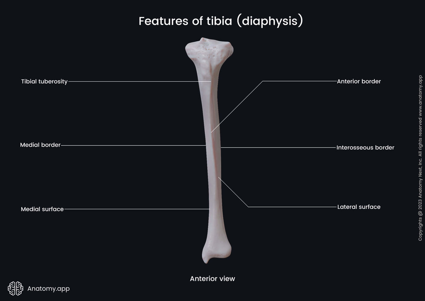 Features of tibia (diaphysis) | Media Library | Anatomy.app | Learn ...