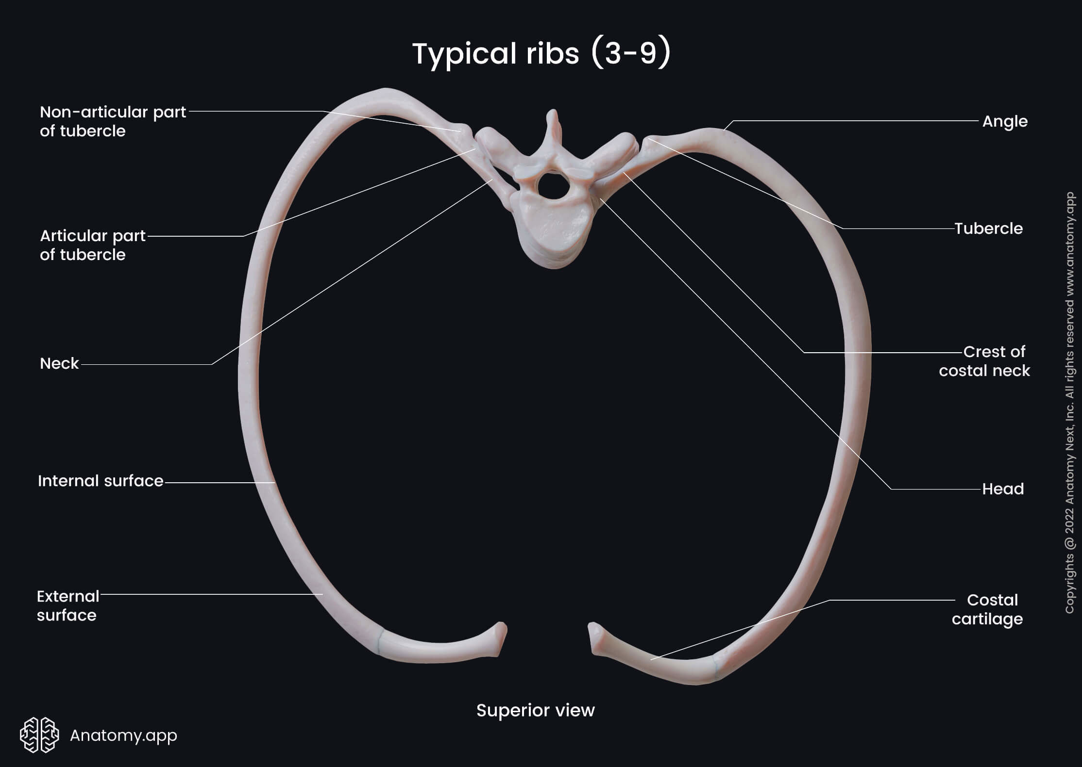 Thorax, Ribs, Landmarks of typical ribs, Thoracic vertebrae, Costal cartilages, Human rib, Superior view of rib, Head of rib, Neck of rib, Costal angle, Tubercle of rib, Costal groove