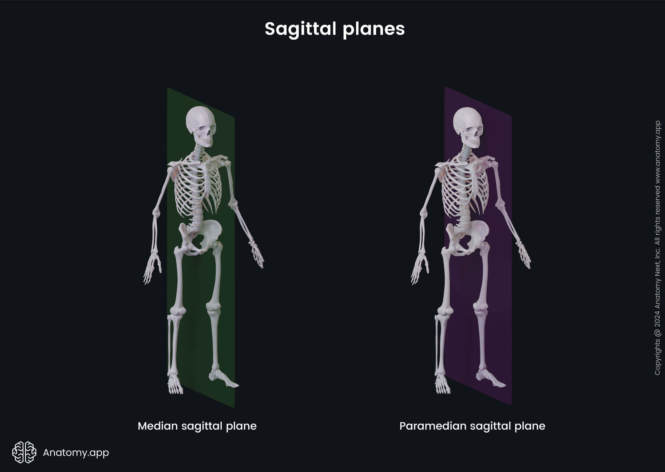 Anatomical terminology, Human body, Anatomical planes, Median plane, Midsagittal plane, Median sagittal plane, Paramedian sagittal plane, Paramedian plane, Parasagittal plane