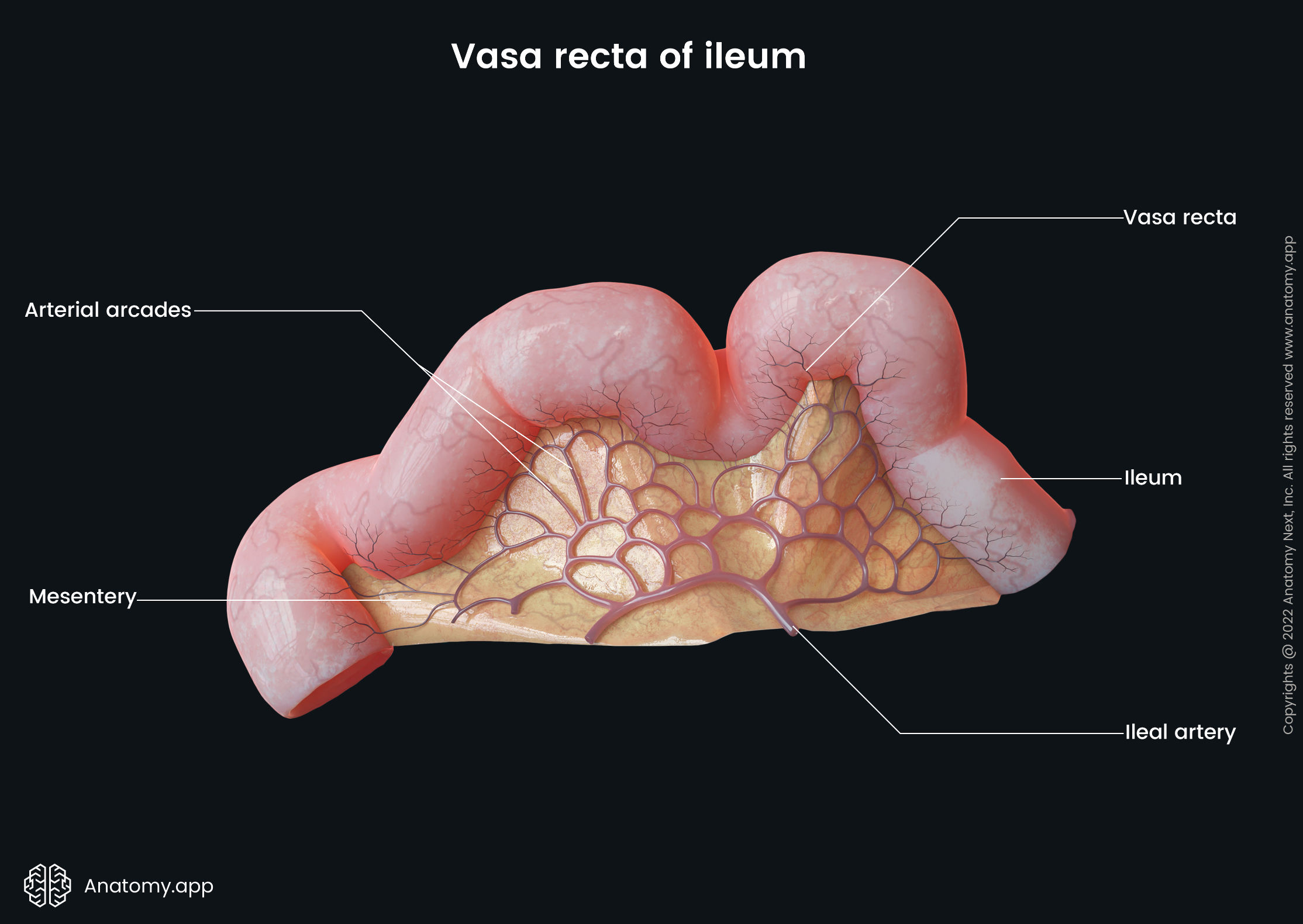 Jejunum and ileum | Anatomy.app