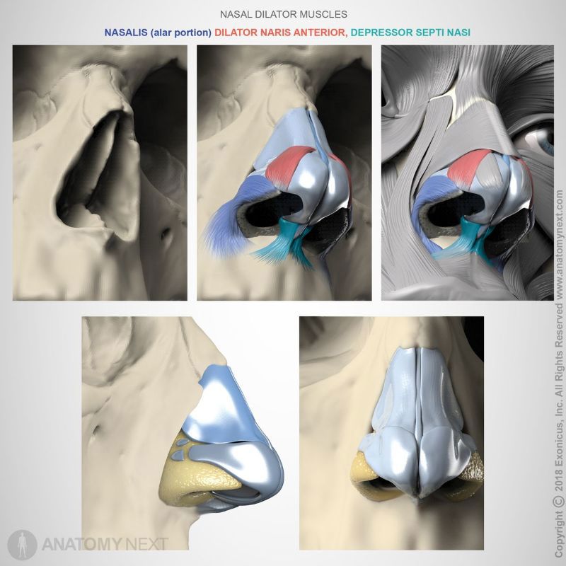 Origin and insertion of nasal dilator muscles 