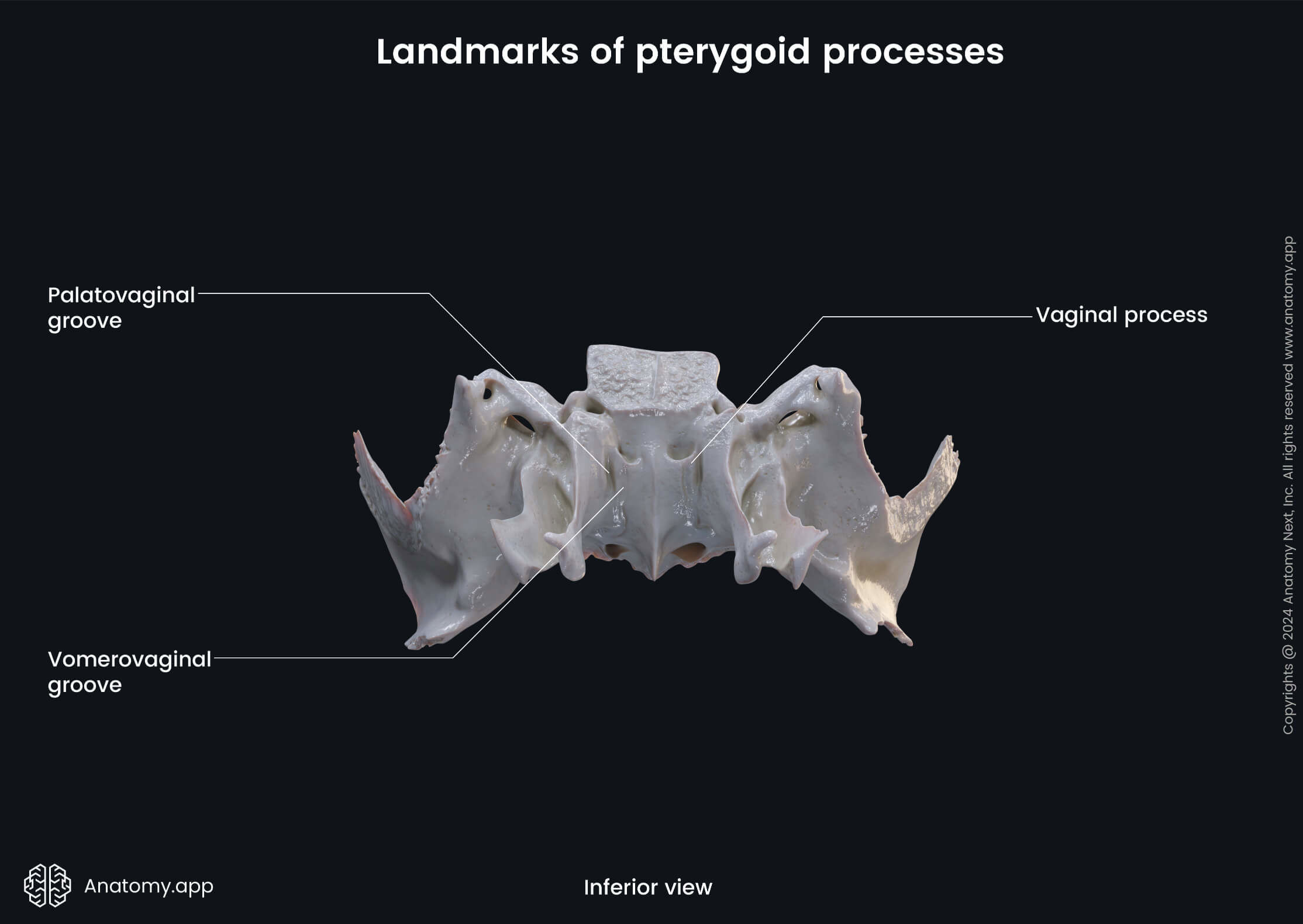 Head and neck, Skeletal system, Skull, Bones of skull, Neurocranium, Sphenoid, Parts of sphenoid, Pterygoid processes, Landmarks, Inferior view