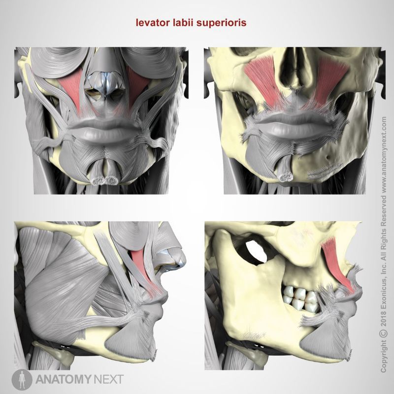 Origin and insertion of levator labii superioris