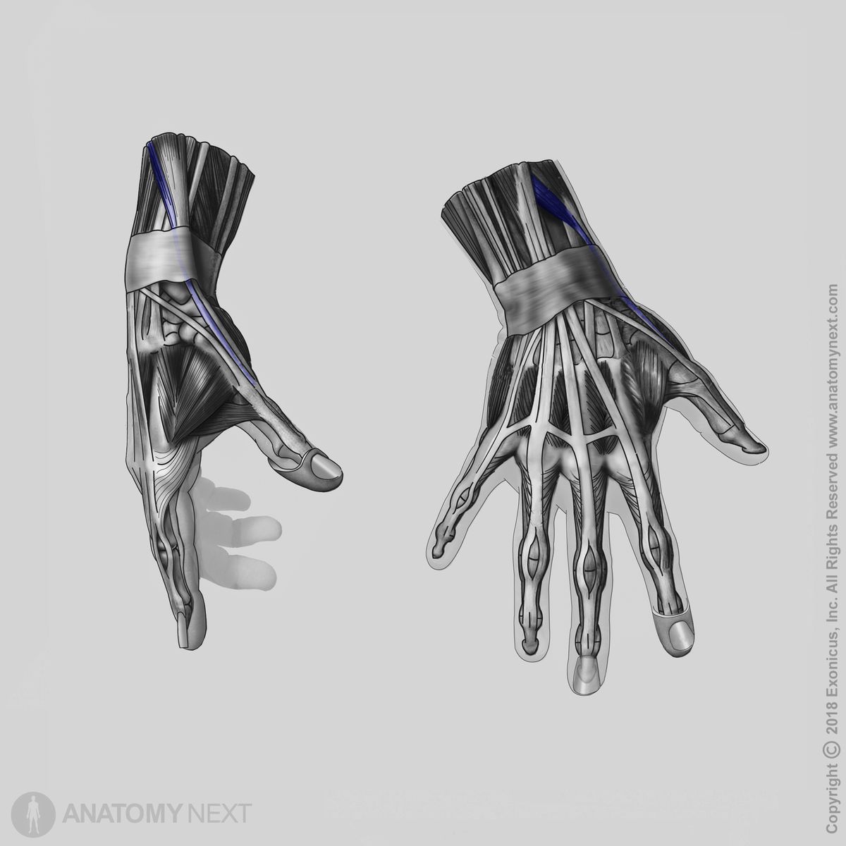 Extensor pollicis brevis, Forearm muscles, Muscles of forearm, Posterior compartment muscles, Posterior compartment of forearm muscles, Human hand, Forearm extensors