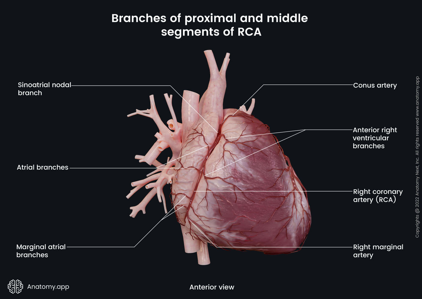 Branches of proximal and middle segments of right coronary artery (RCA ...