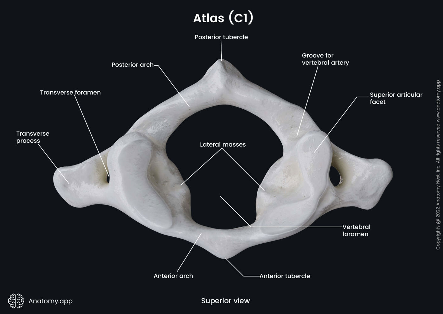 Atlas (superior view) | Anatomy.app