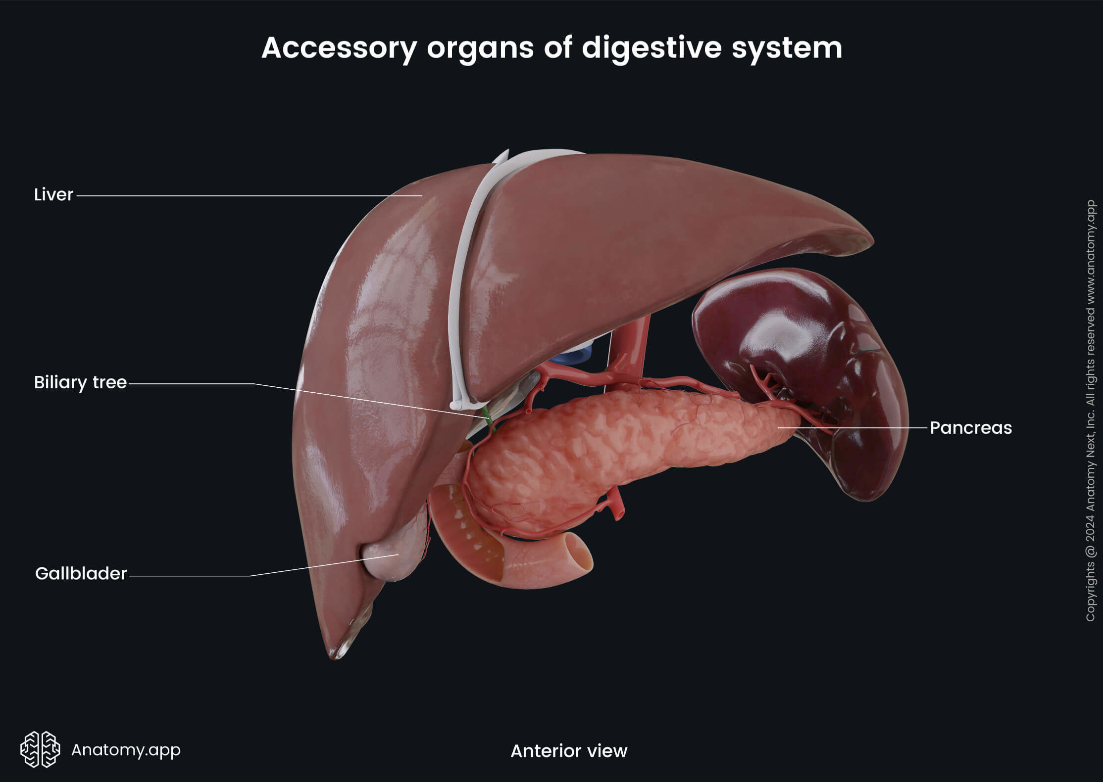 Abdomen, Digestive system, Digestive tract, Gastrointestinal tract, Accessory organs, Liver, Pancreas, Biliary tree, Gallbladder, Anterior view