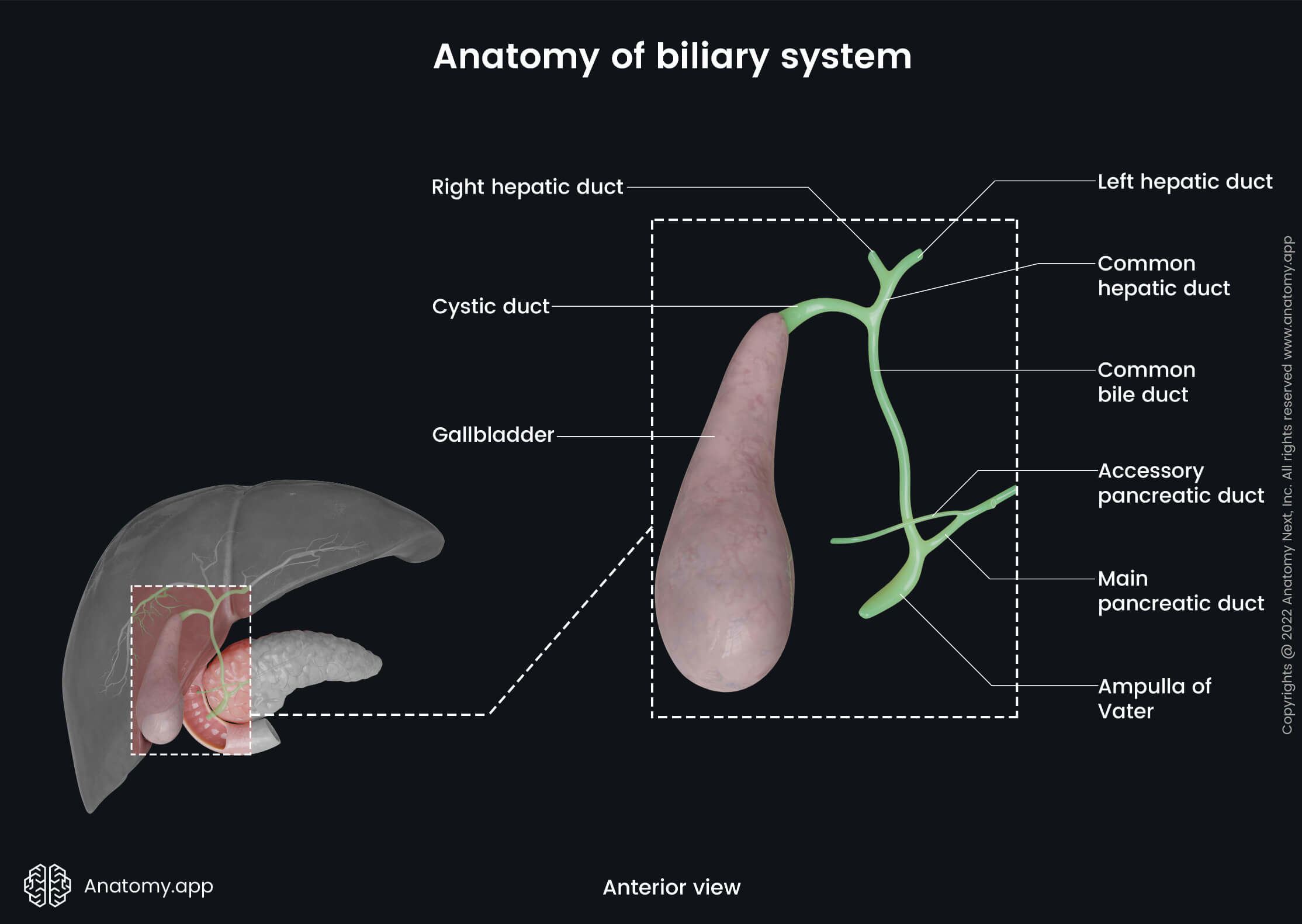 Gastrointestinal system, Accessory organ of gastrointestinal tract, Liver, Gallbladder, Duodenum, Pancreas, Biliary tree, Biliary system, Bile ducts, Extrahepatic, Anterior view