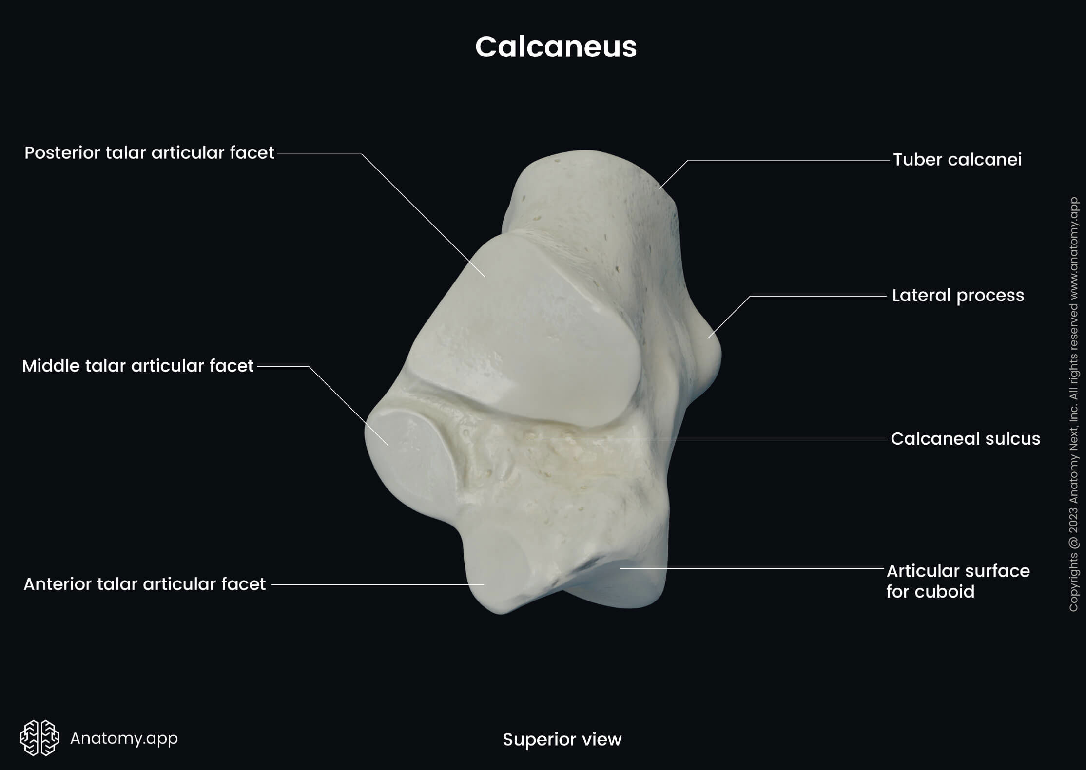 Human foot, Bones of foot, Foot skeleton, Calcaneus, Landmarks, Superior view, Tarsals