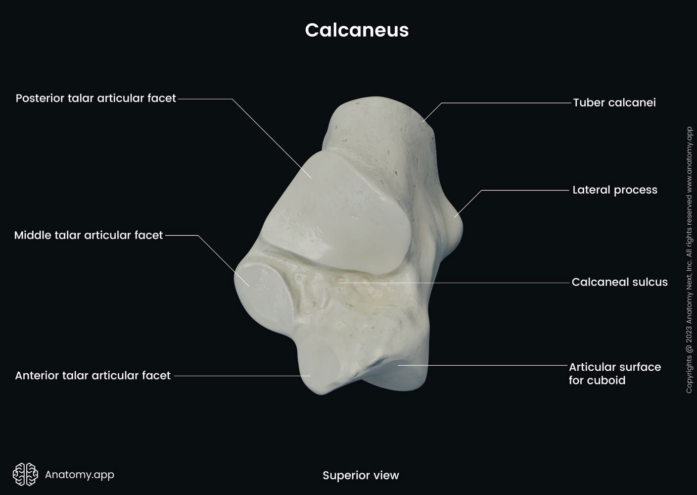 Calcaneus (superior view) | Anatomy.app