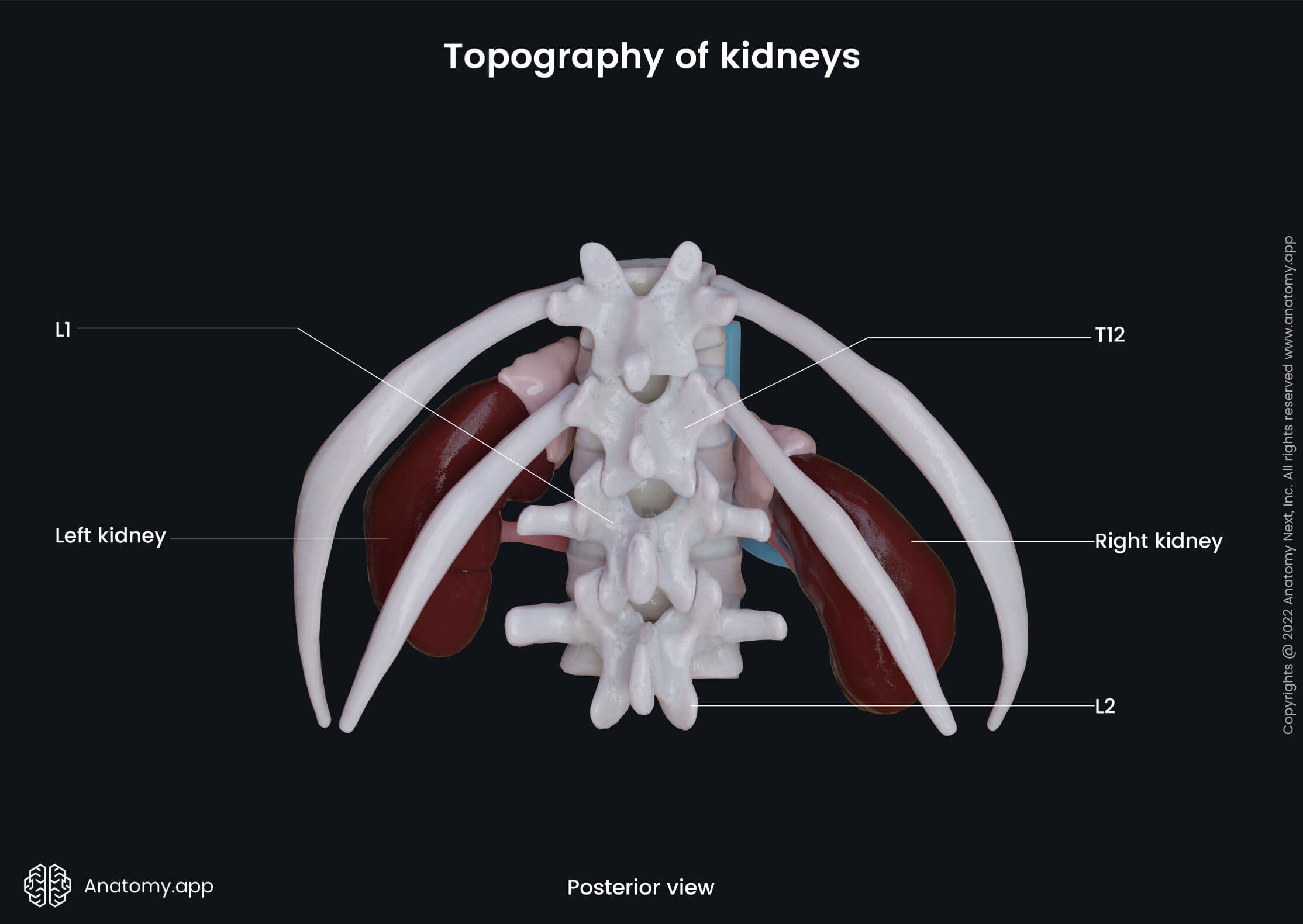 Urinary system, Cardiovascular system, Kidneys, Topography, Lumbar vertebrae, Lower ribs, Floating ribs, Inferior vena cava, Abdominal aorta, Renal arteries, Renal veins, Adrenal glands, Posterior view