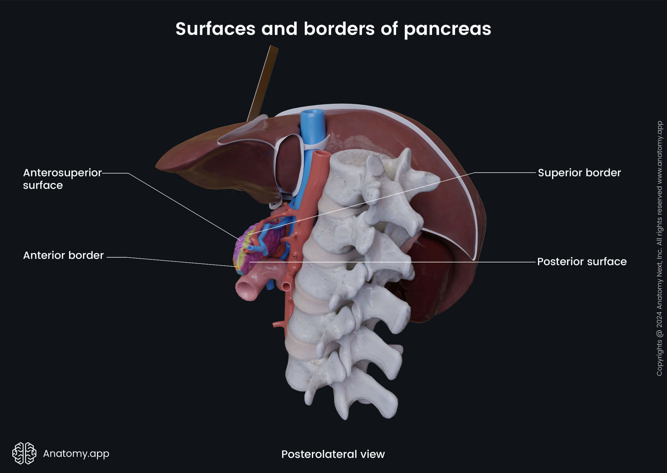 Abdomen, Digestive system, Endocrine system, Gastrointestinal tract, Pancreas, Surfaces, Borders, Posterolateral view