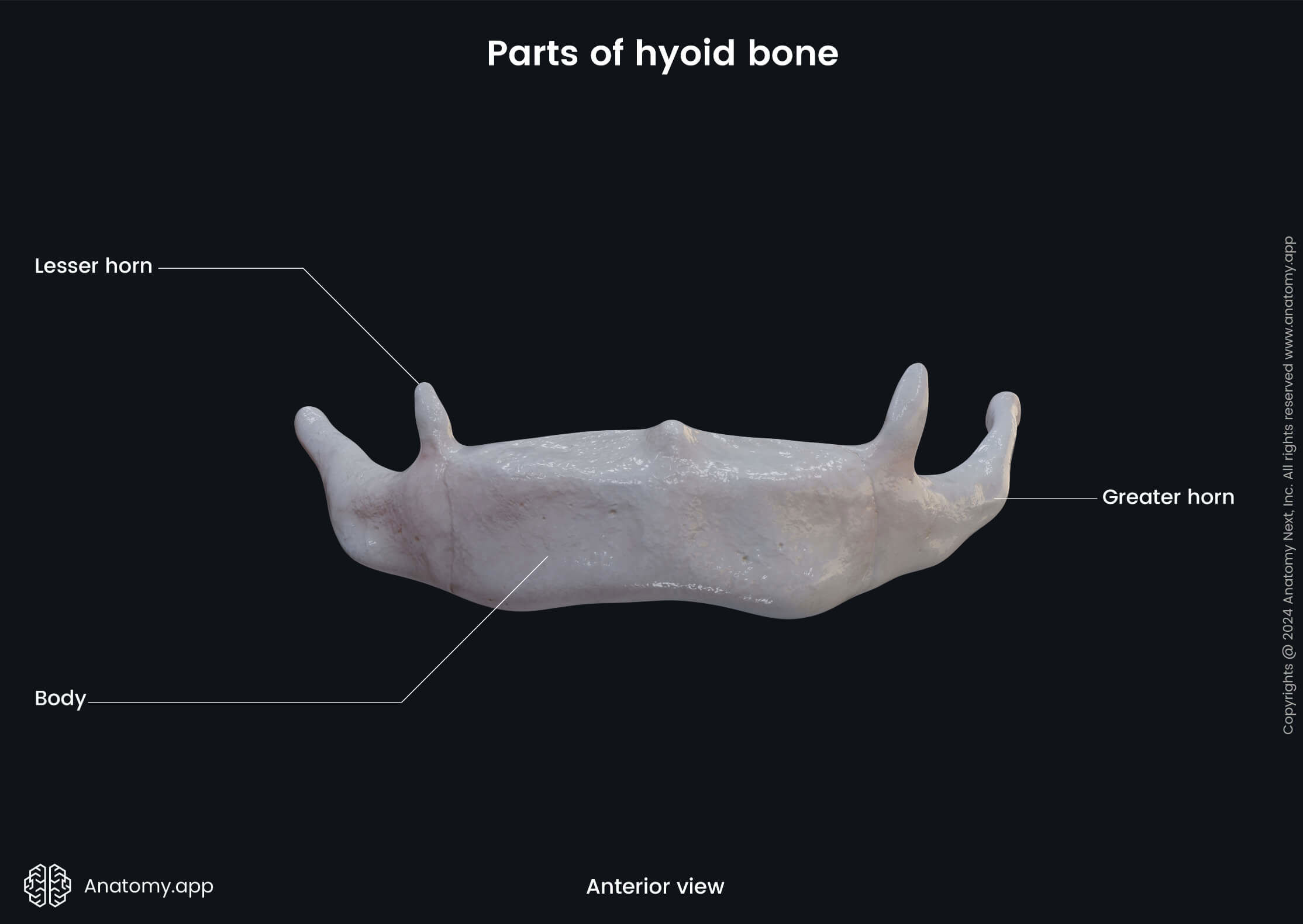 Head and neck, Skeletal system, Skull, Cranium, Viscerocranium, Bones, Hyoid bone, Parts, Lesser horn, Greater horn, Body, Anterior view