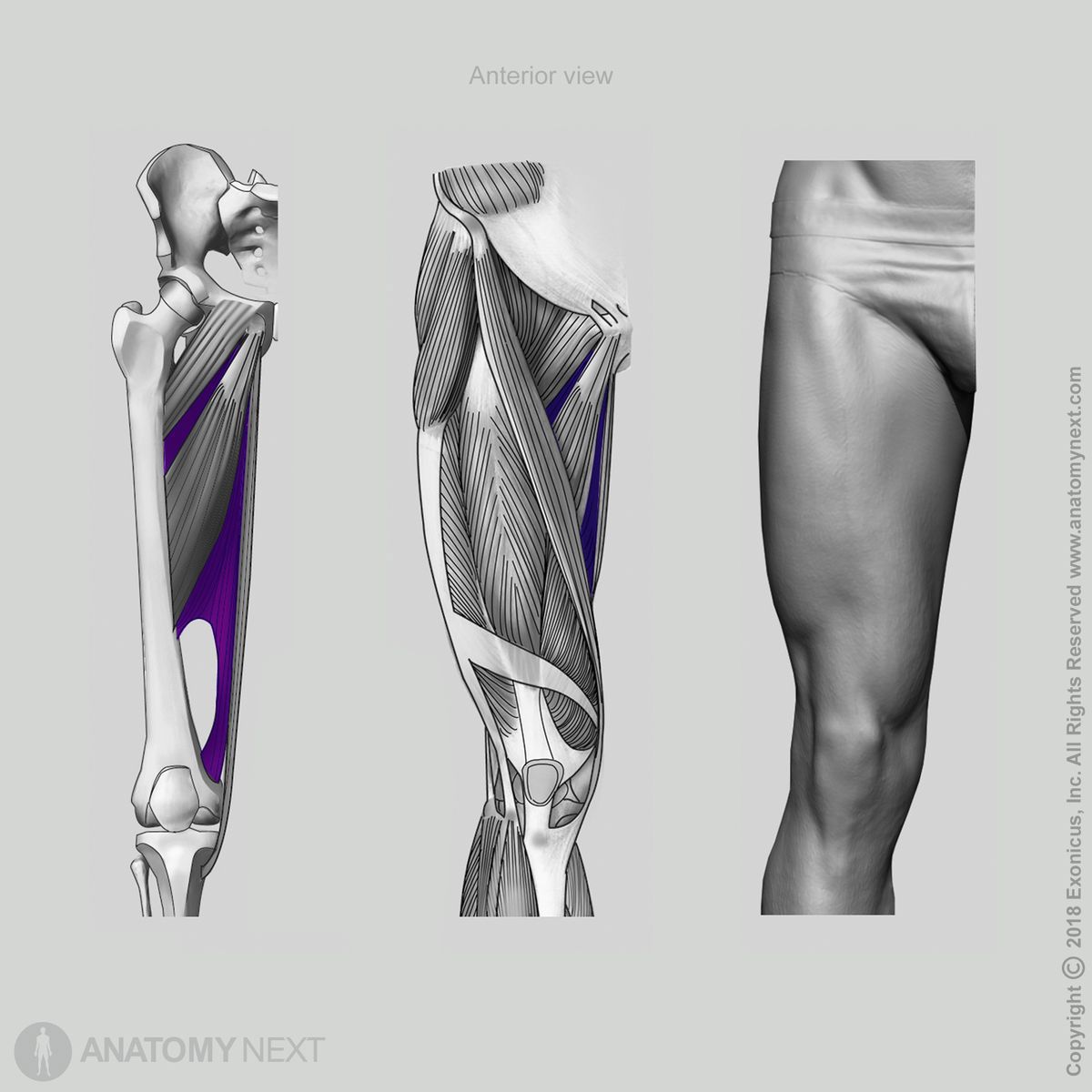 Adductor magnus, Anterior view of adductor magnus, Origin of adductor magnus, Insertion of adductor magnus, Thigh adductors, Thigh muscles, Medial compartment muscles, Medial compartment of thigh, Human muscles