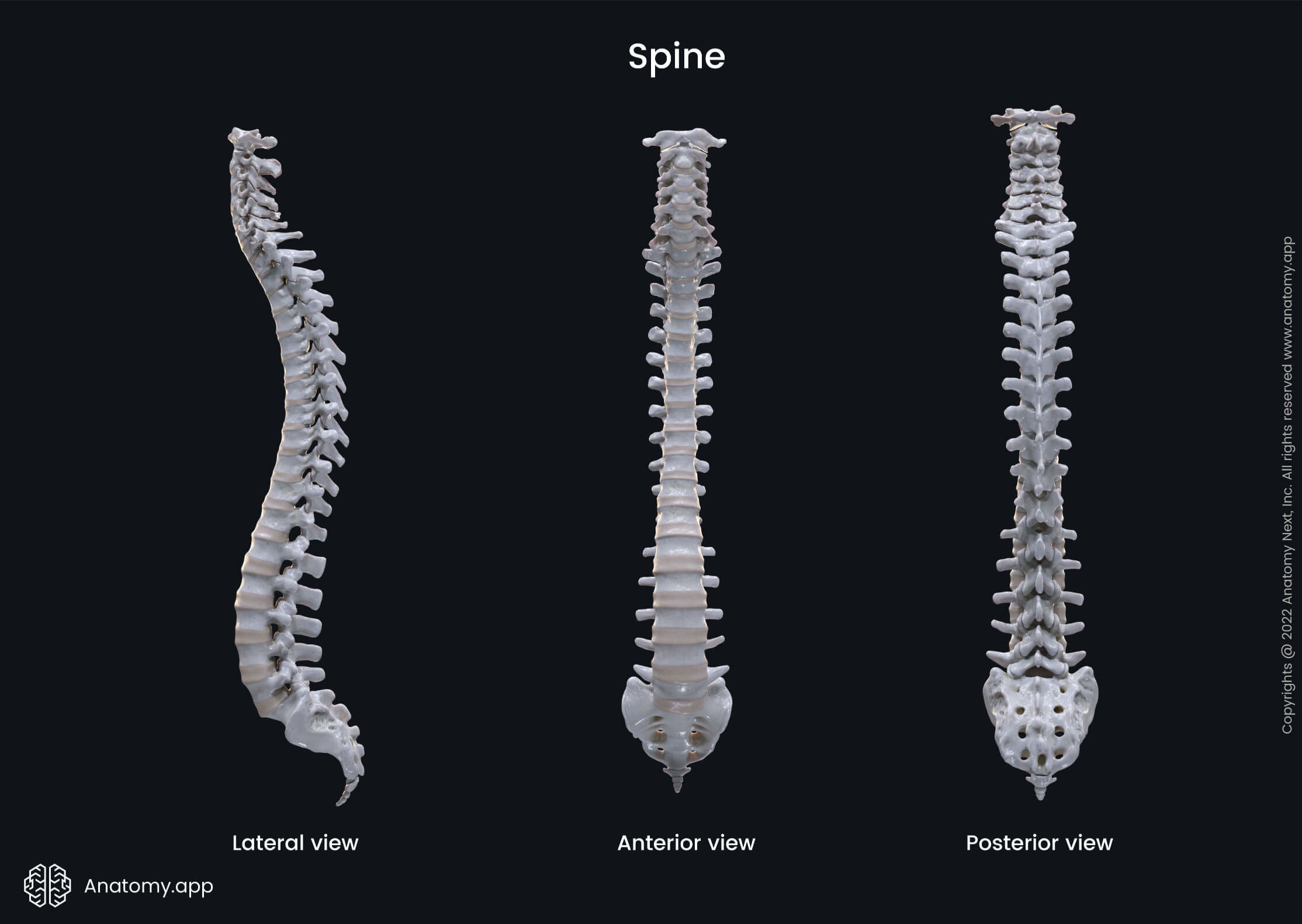 Skeletal system, Spine and back, Vertebral column, Vertebrae, Intervertebral discs, Cervical spine, Thoracic spine, Lumbar spine, Sacral spine, Anterior view, Lateral view, Posterior view