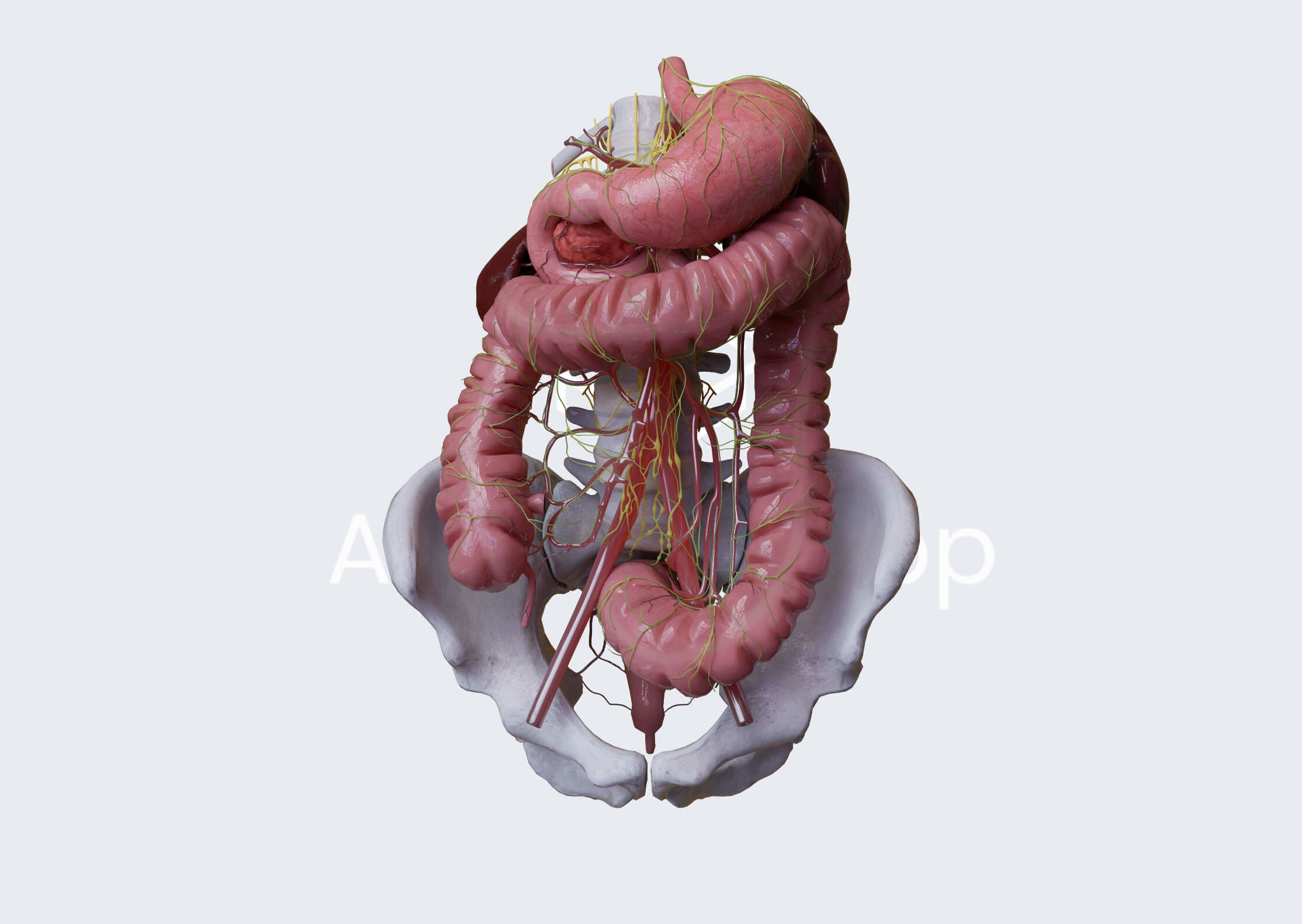 Abdomen, Digestive system, Gastrointestinal tract, Intestines Large intestine, Innervation, Anterior view