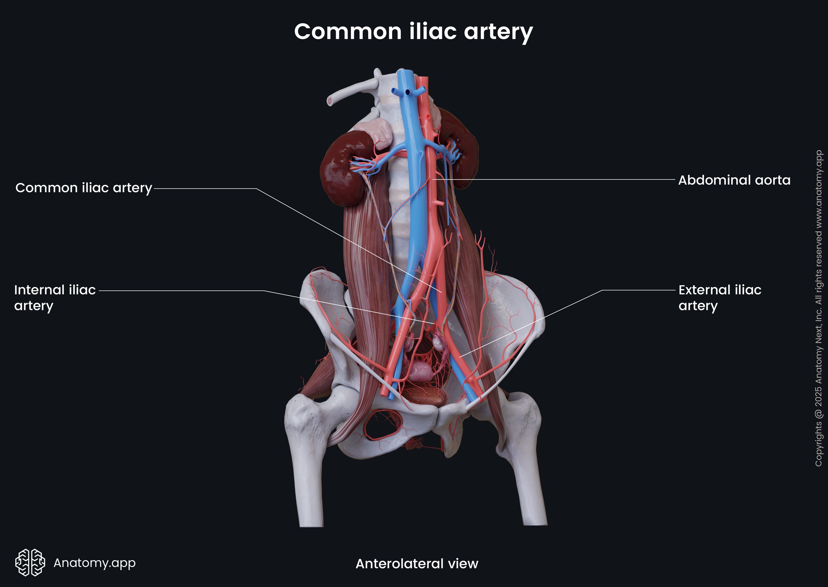 Common iliac artery (female)