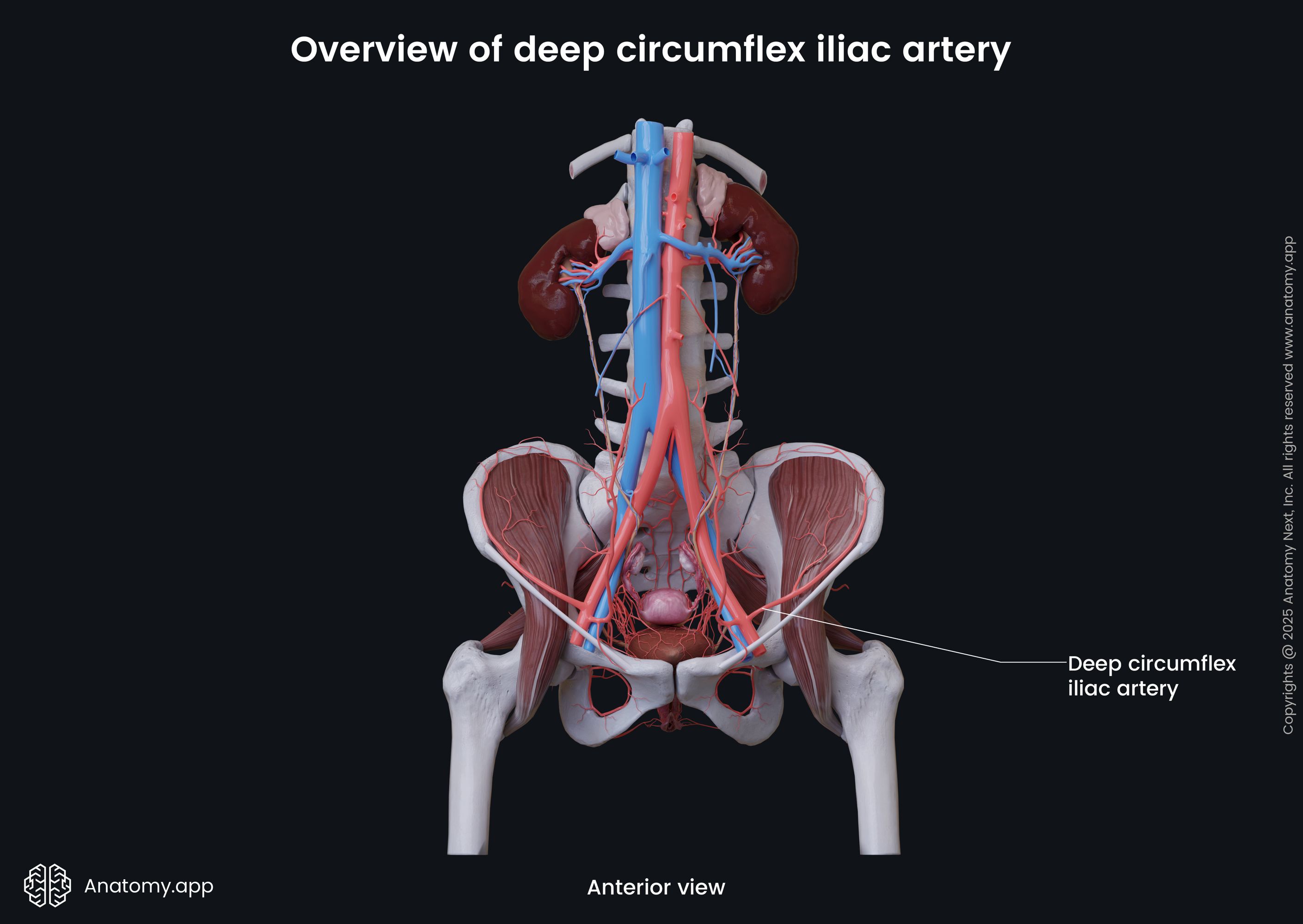 Deep circumflex iliac artery (female)