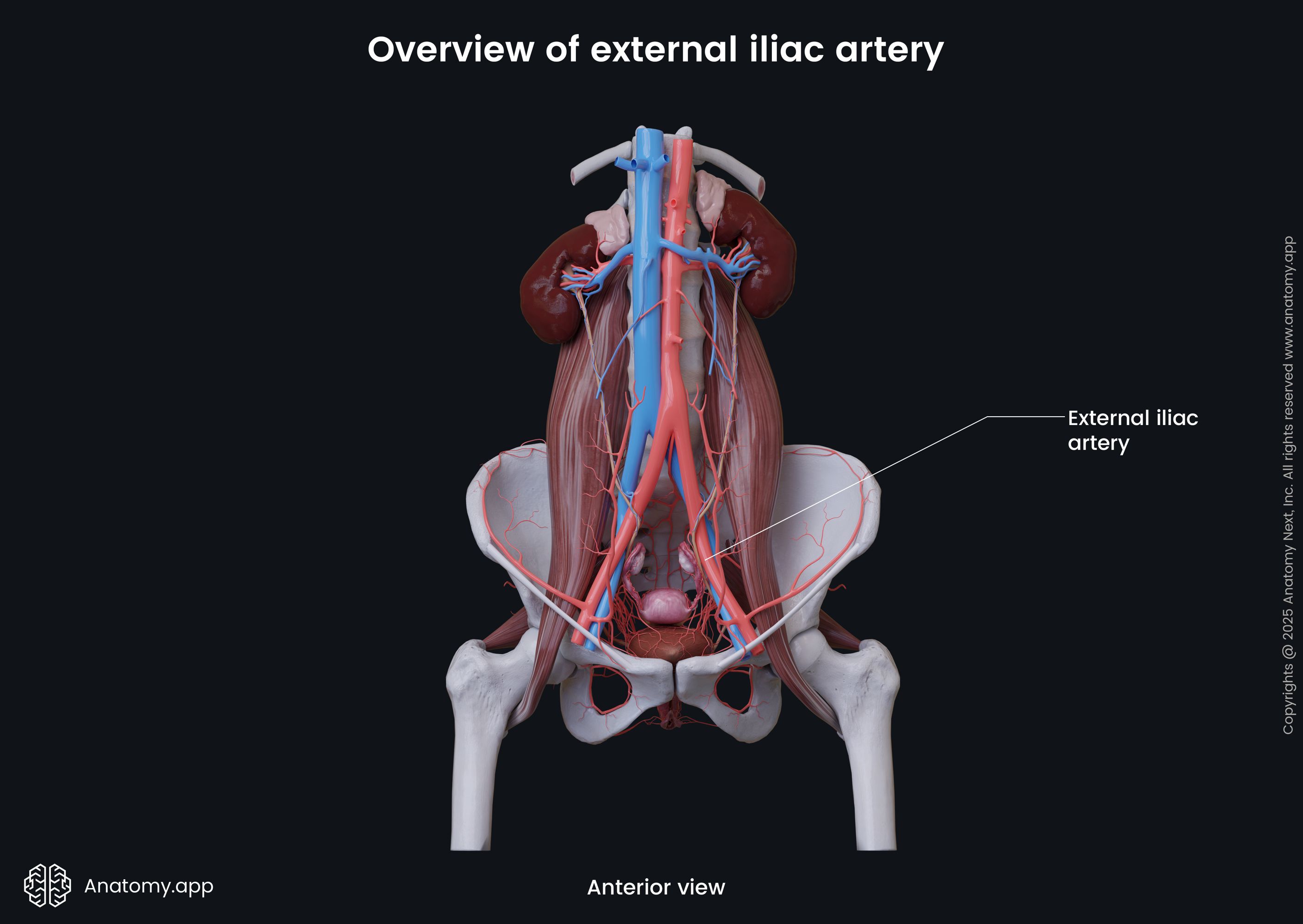 Overview of external iliac artery (female)