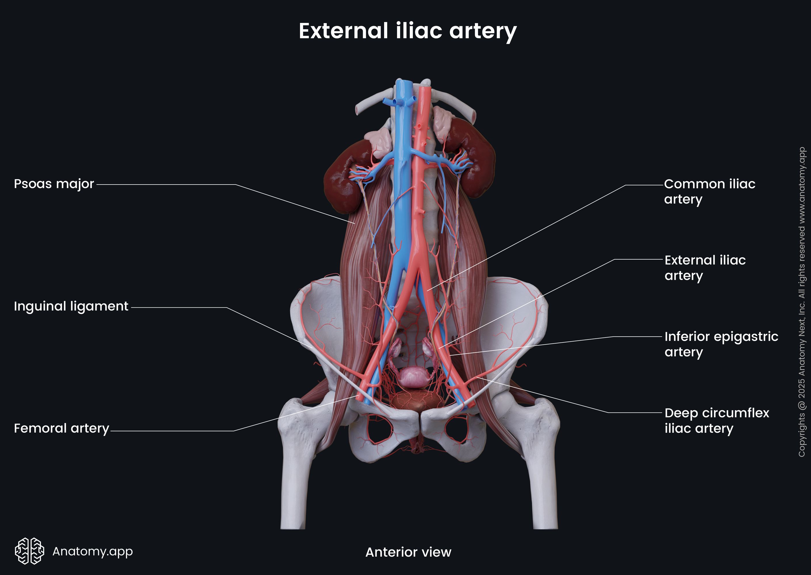 External iliac artery (female)