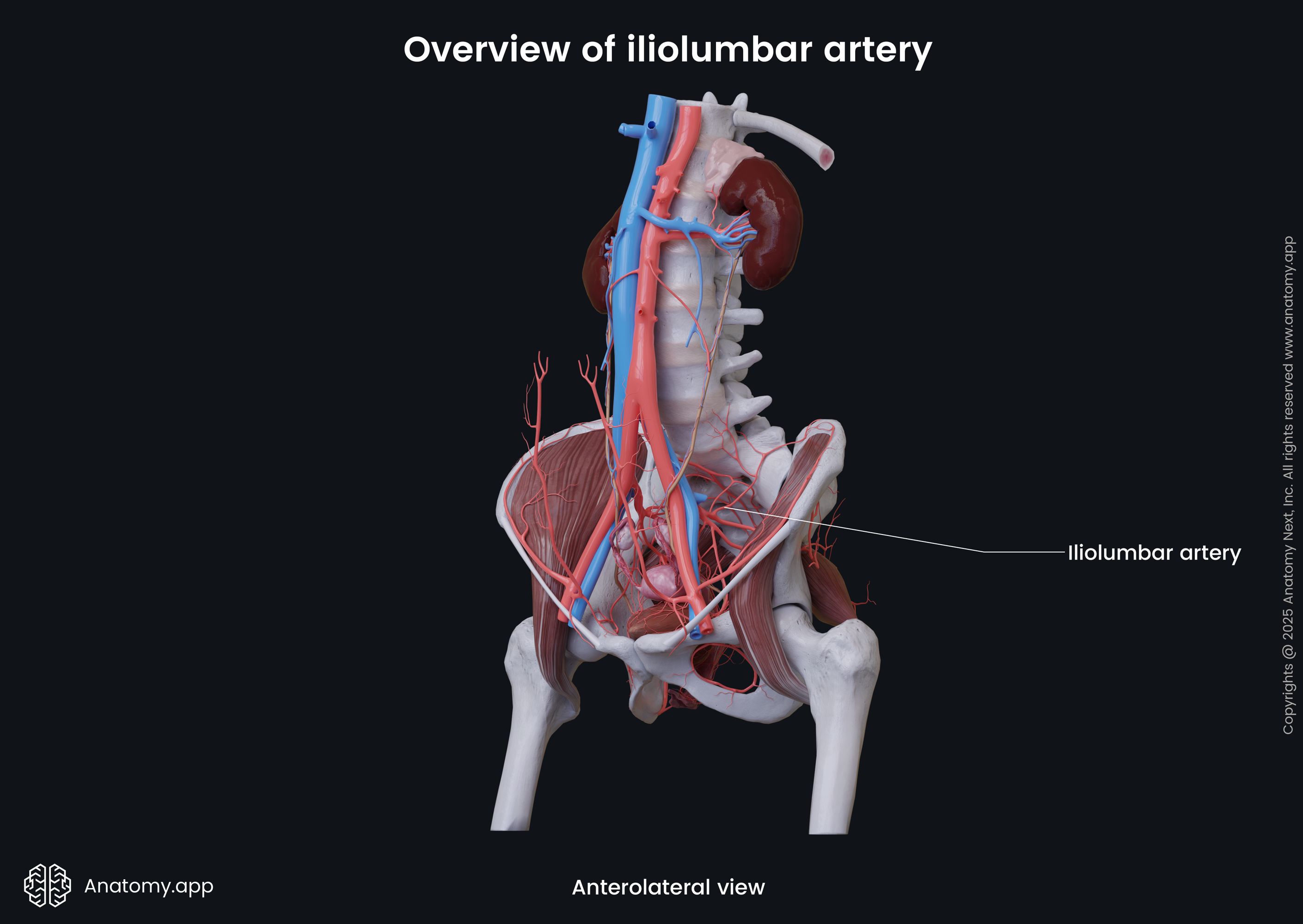 Overview of iliolumbar artery (female)