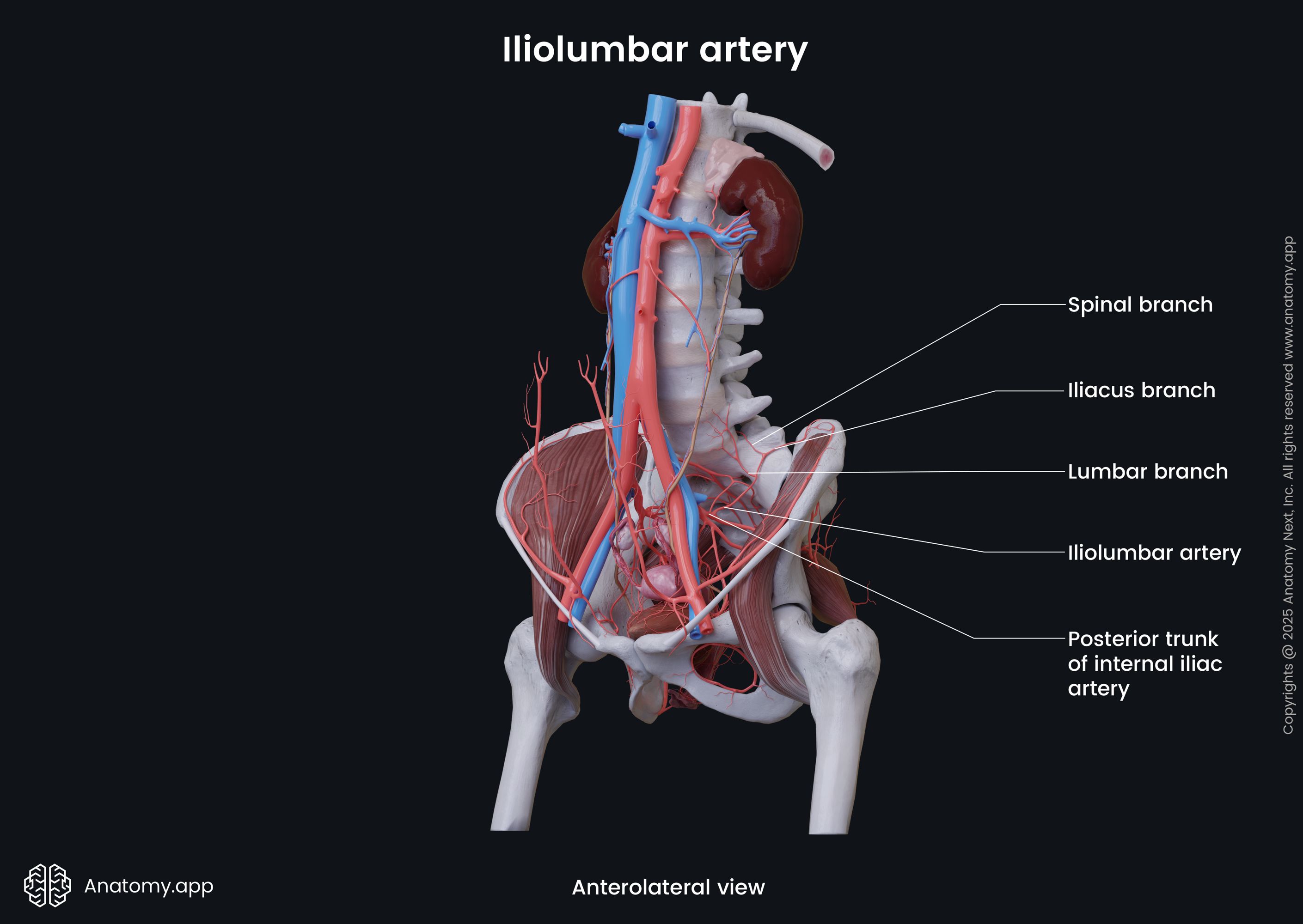 Iliolumbar artery (female)