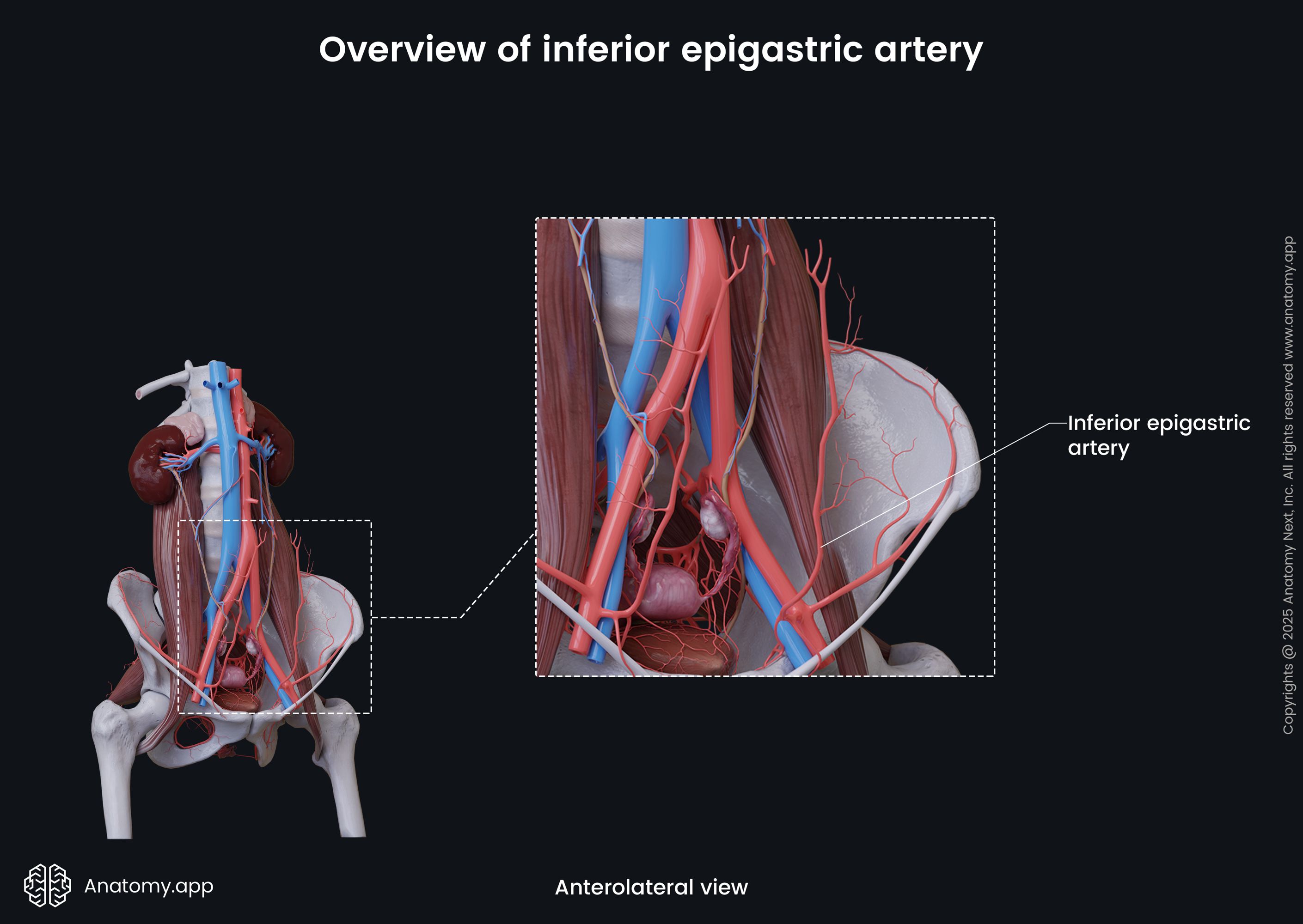 Overview of inferior epigastric artery (female)