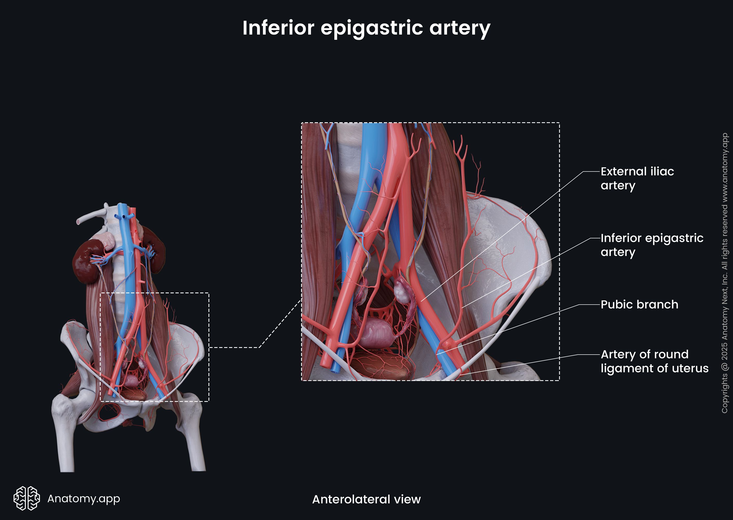 Inferior epigastric artery (female)