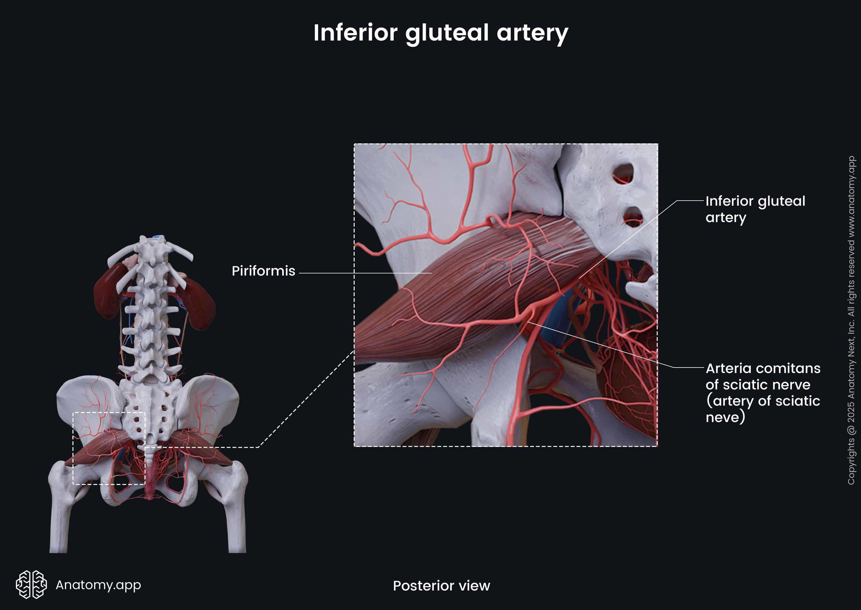 Inferior gluteal artery (female)