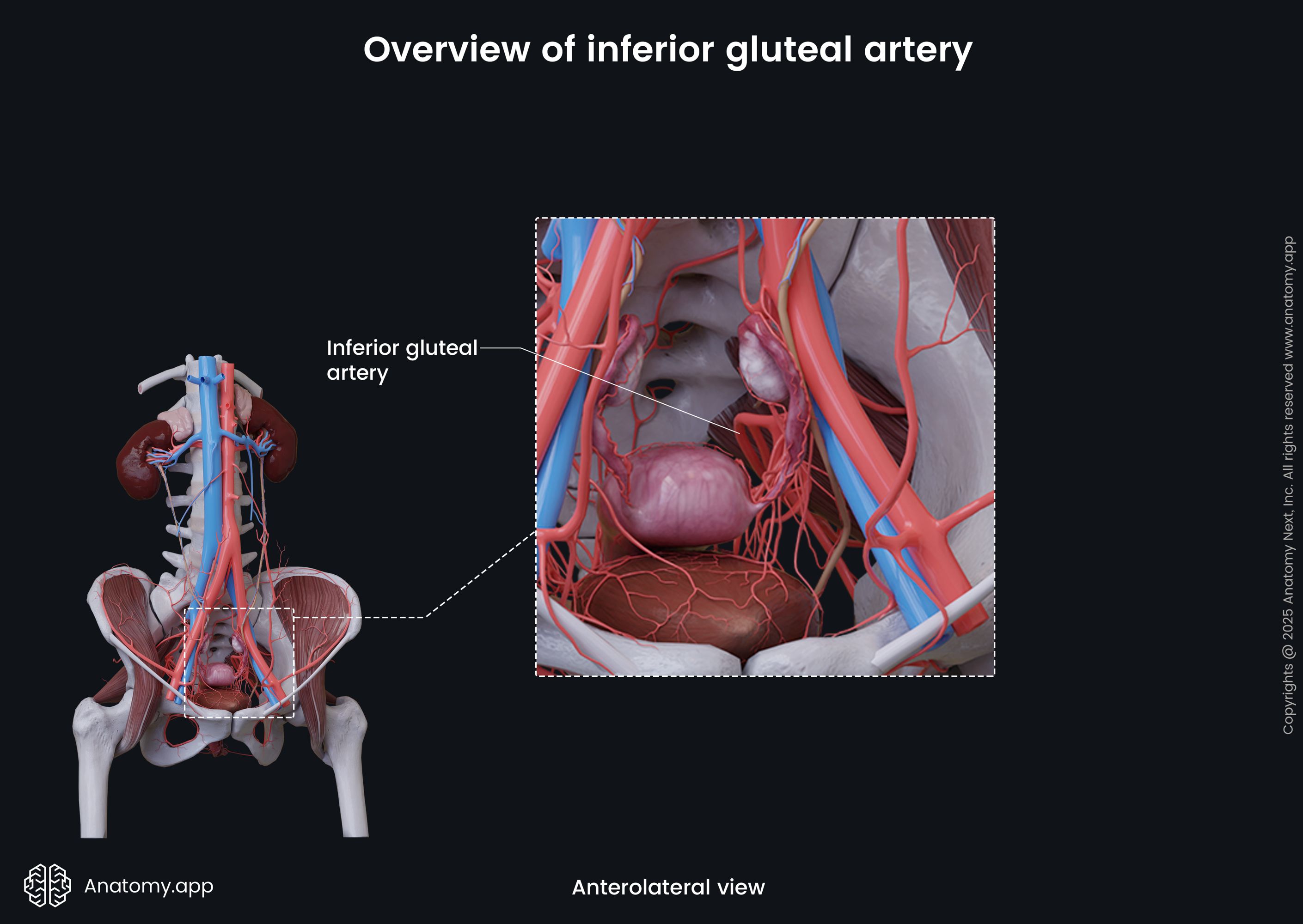 Overview of inferior gluteal artery (female)