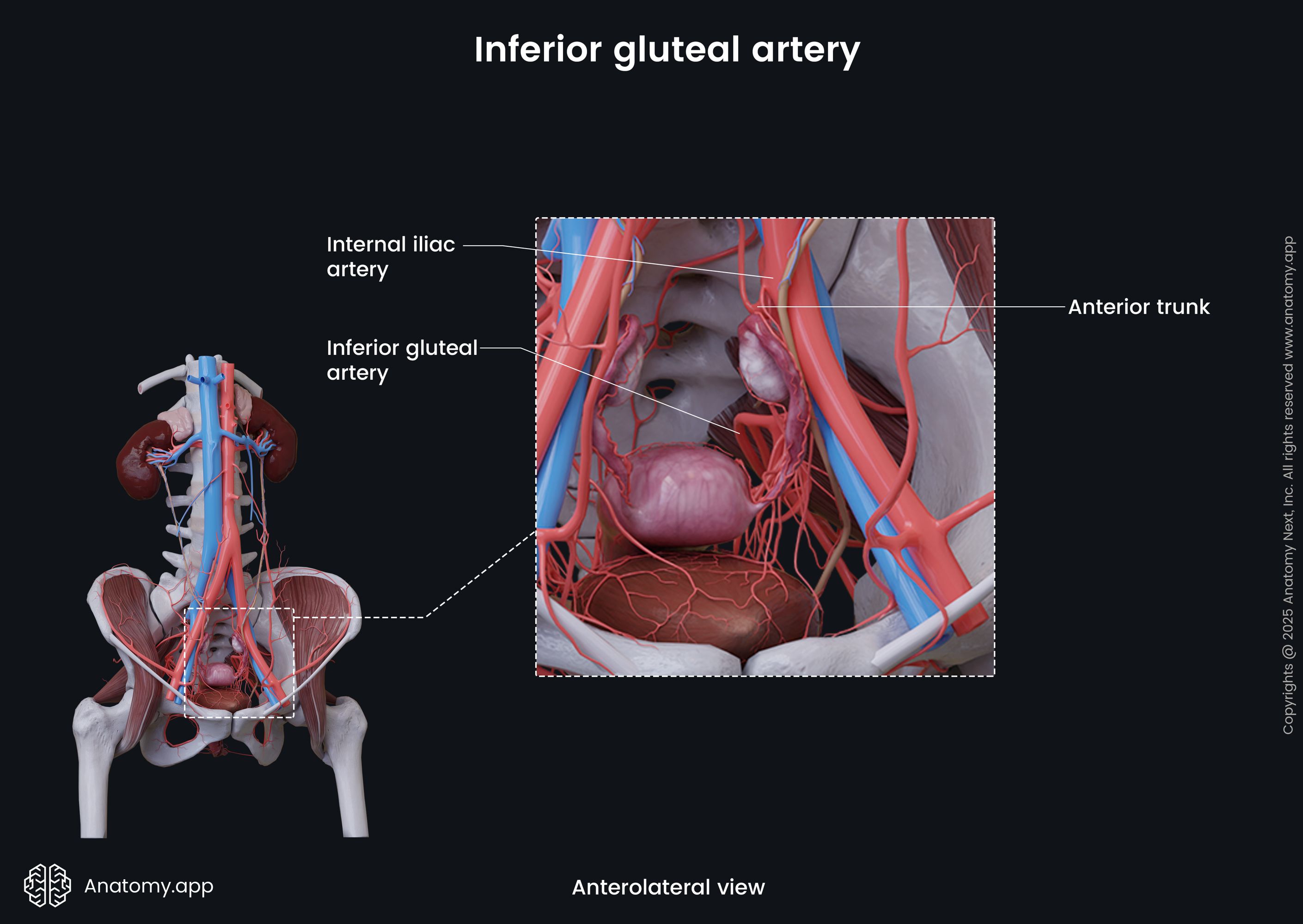 Inferior gluteal artery (female)