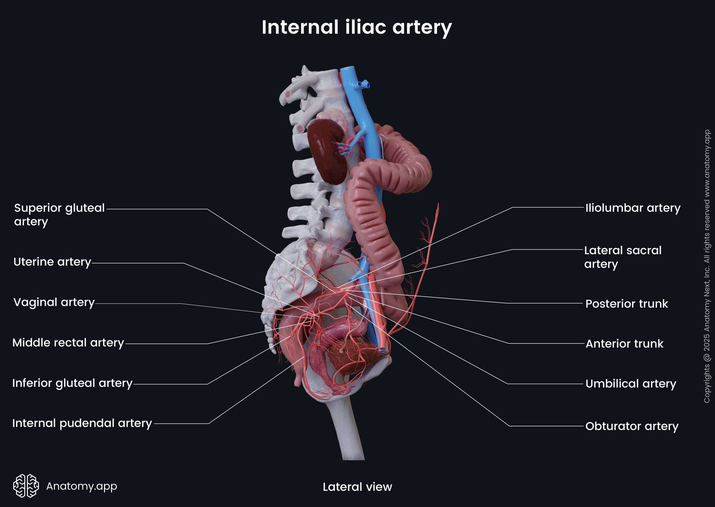 Internal iliac artery (female)