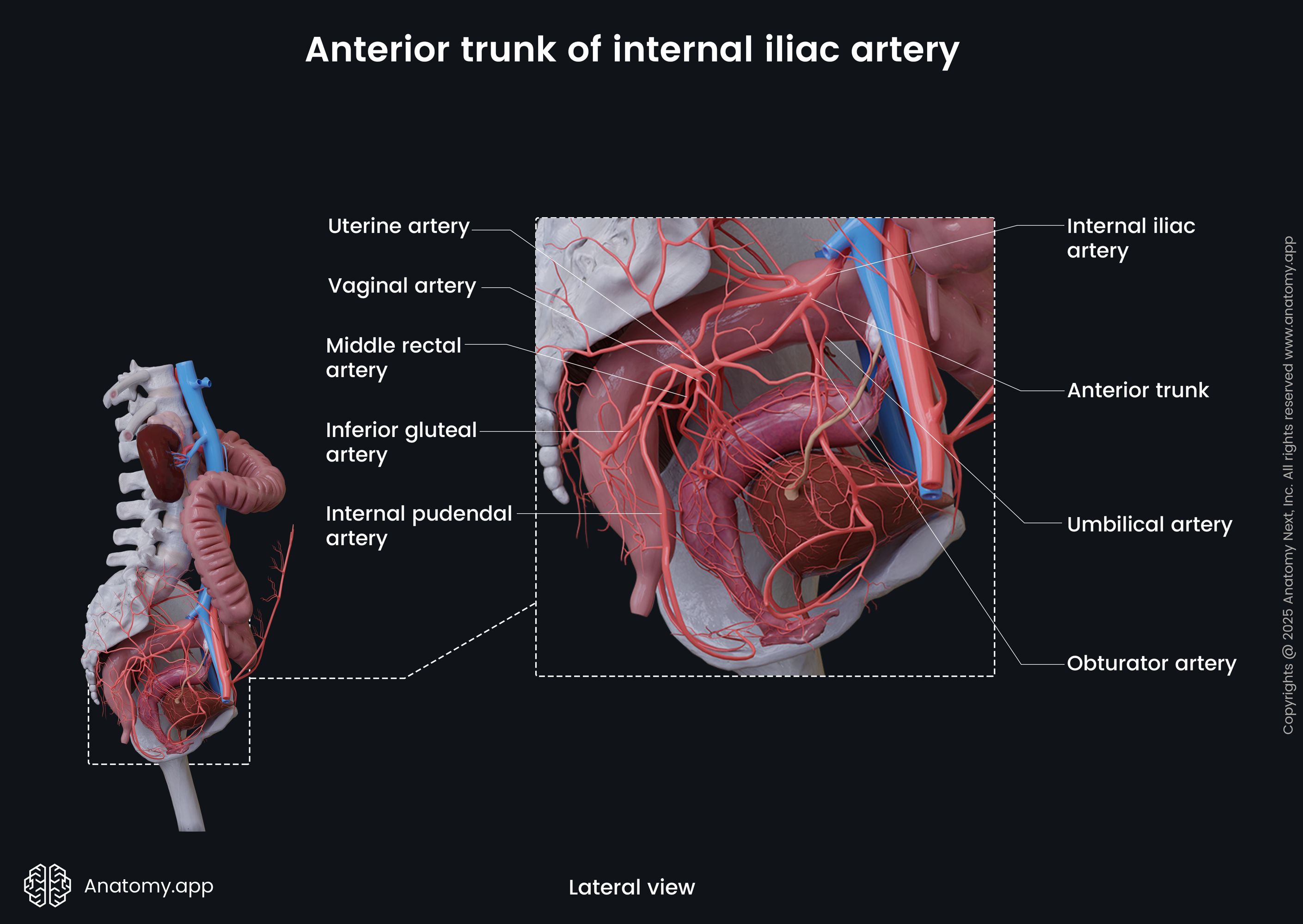 Anterior trunk of internal iliac artery (female)