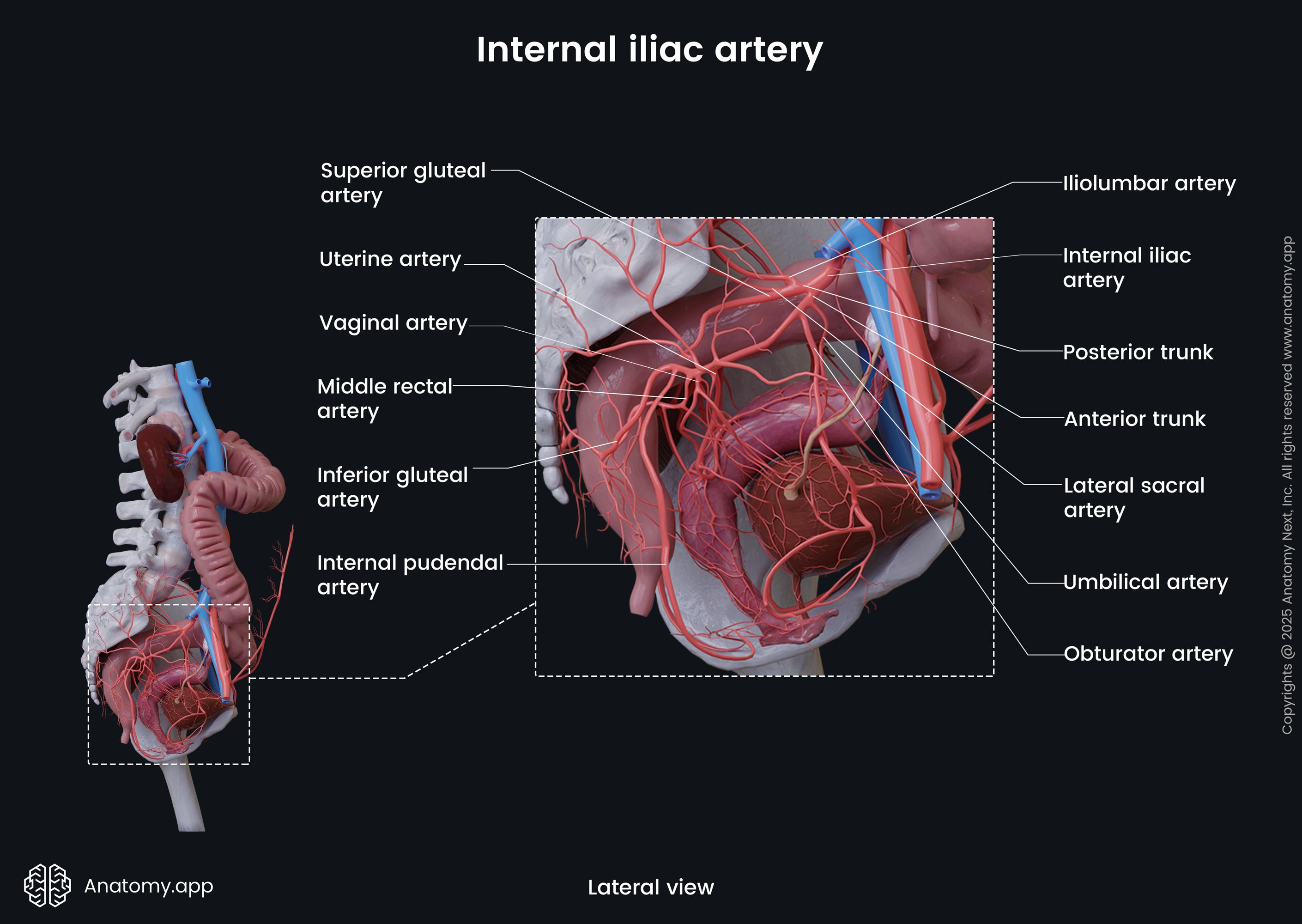 Internal iliac artery (female)