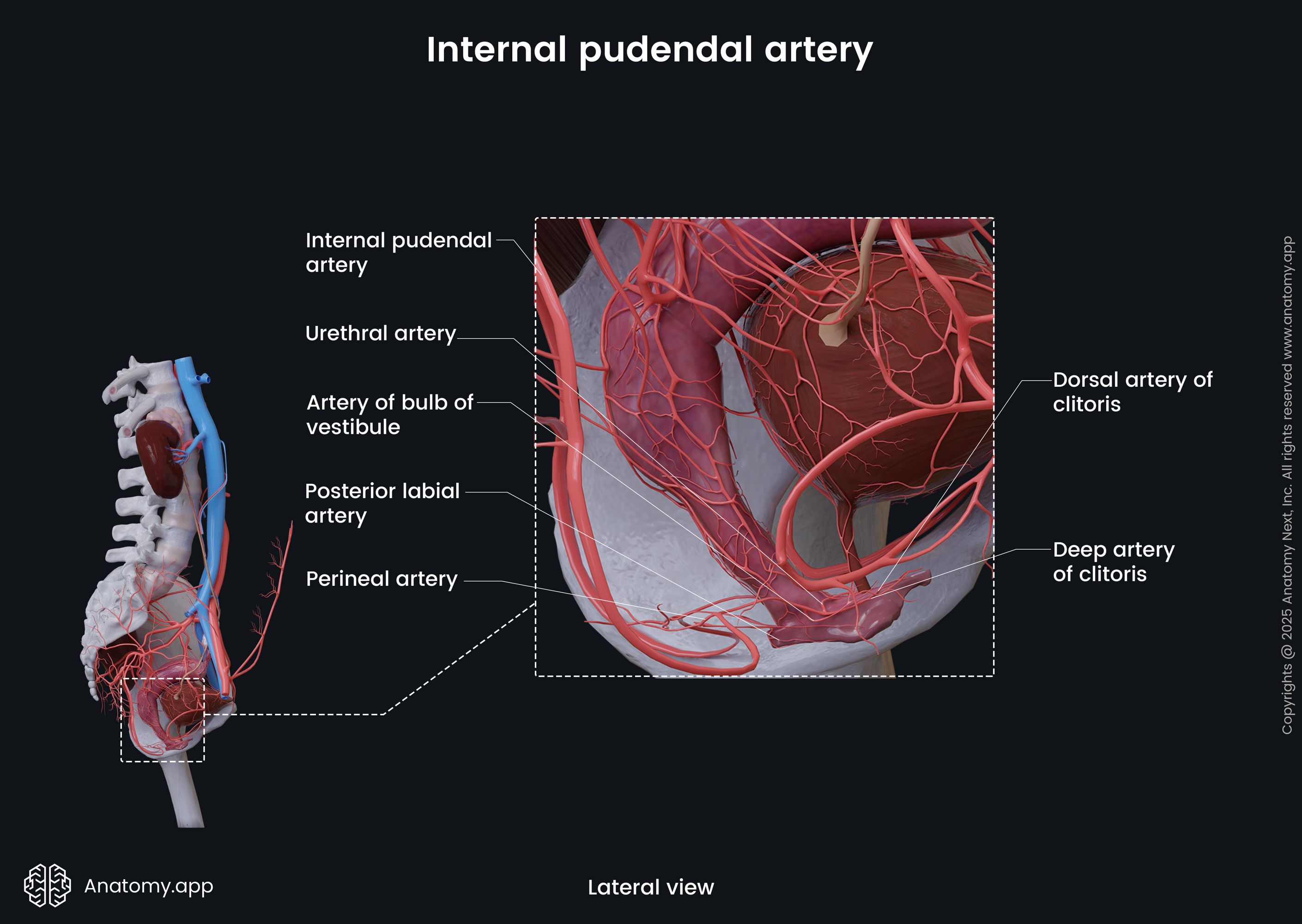 Internal pudendal artery (female)