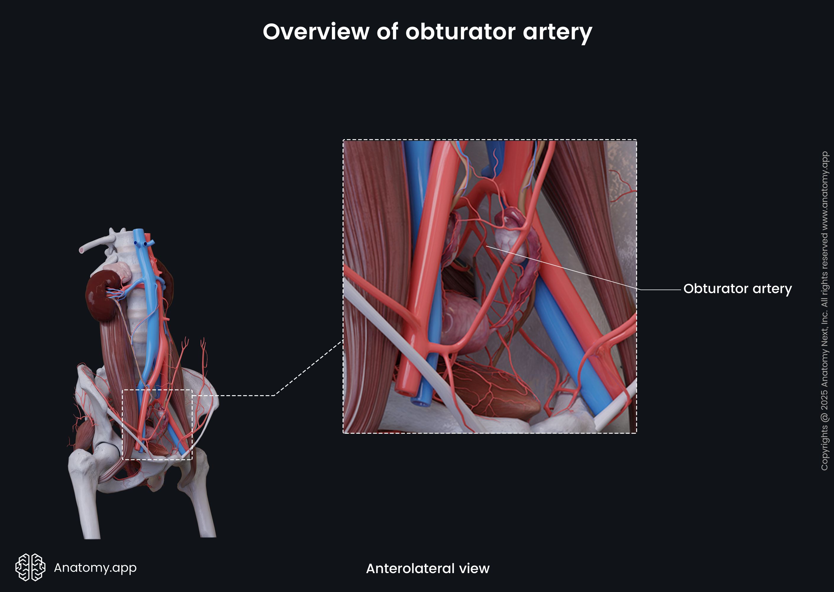 Overview of obturator artery