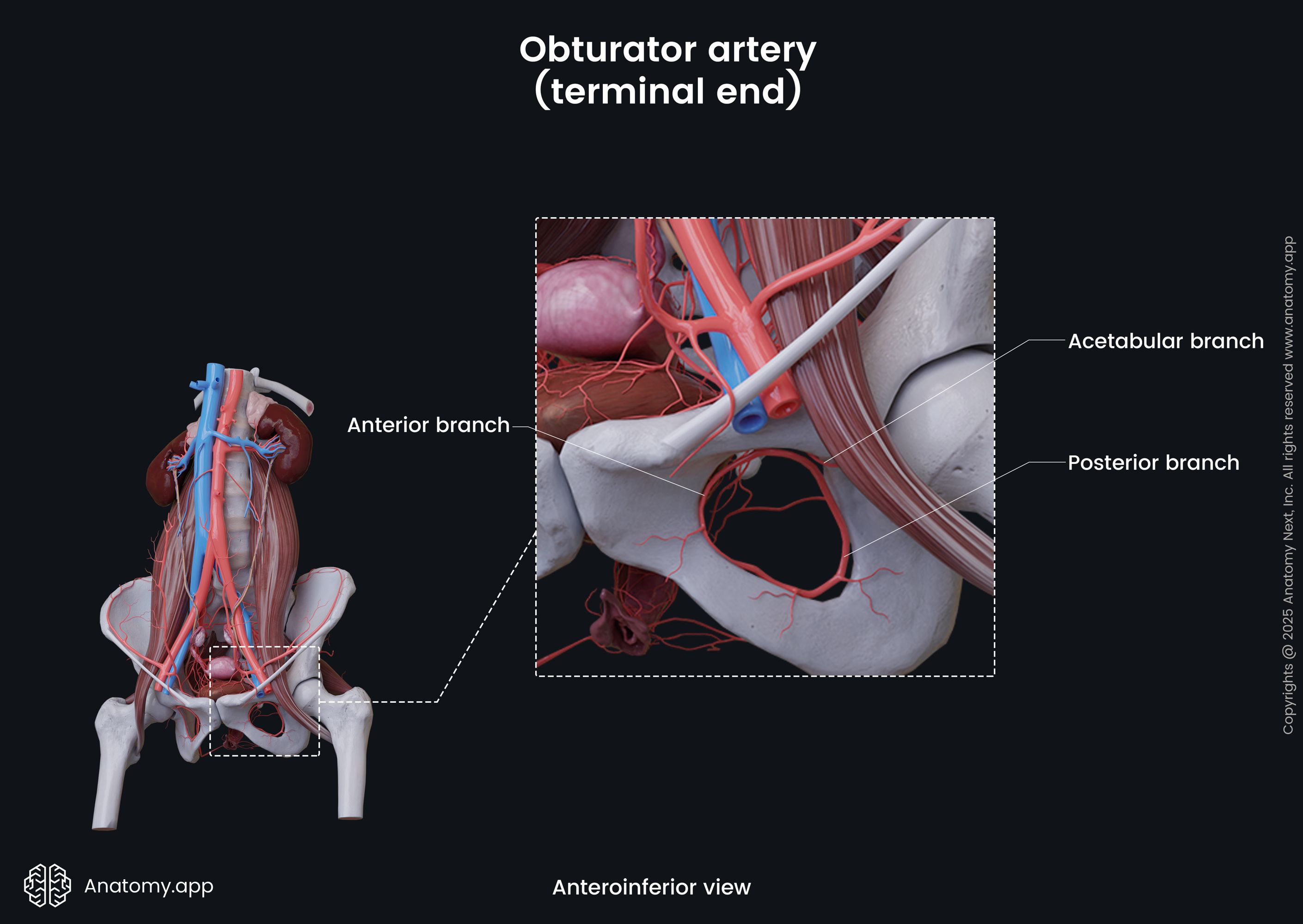 Overview of obturator artery (terminal end) (female)